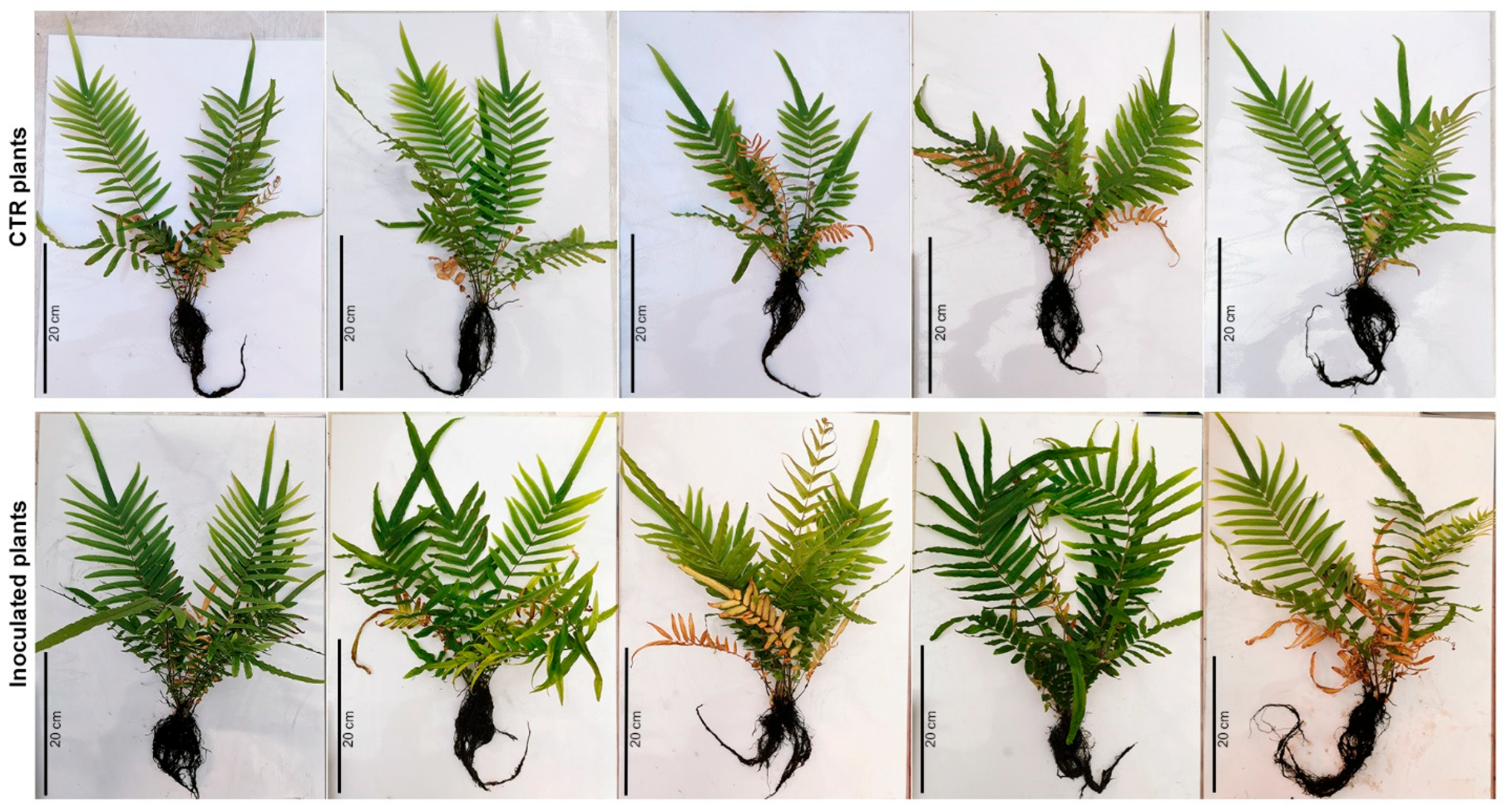 Plants 13 02030 g001 Plants 13 02030 g001