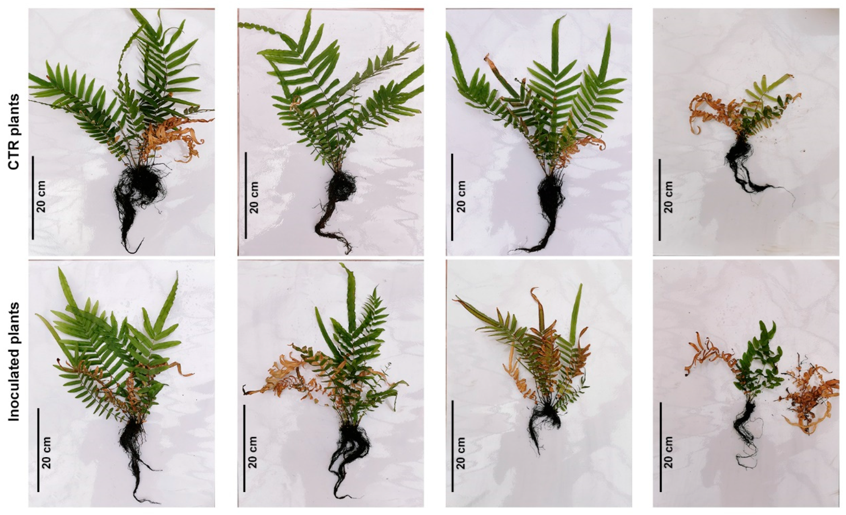 Plants 13 02030 g003 Plants 13 02030 g003