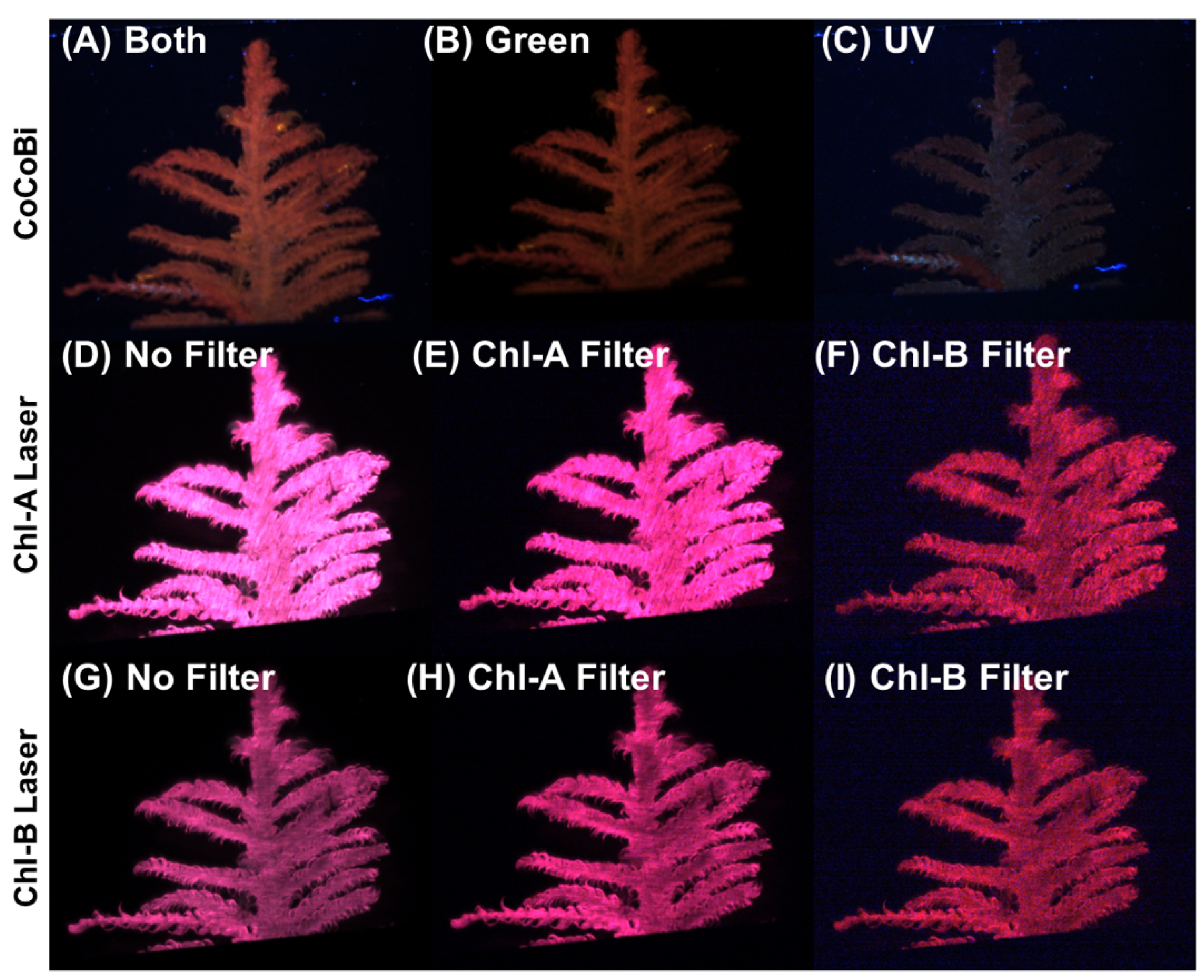 Plants 13 02031 g011