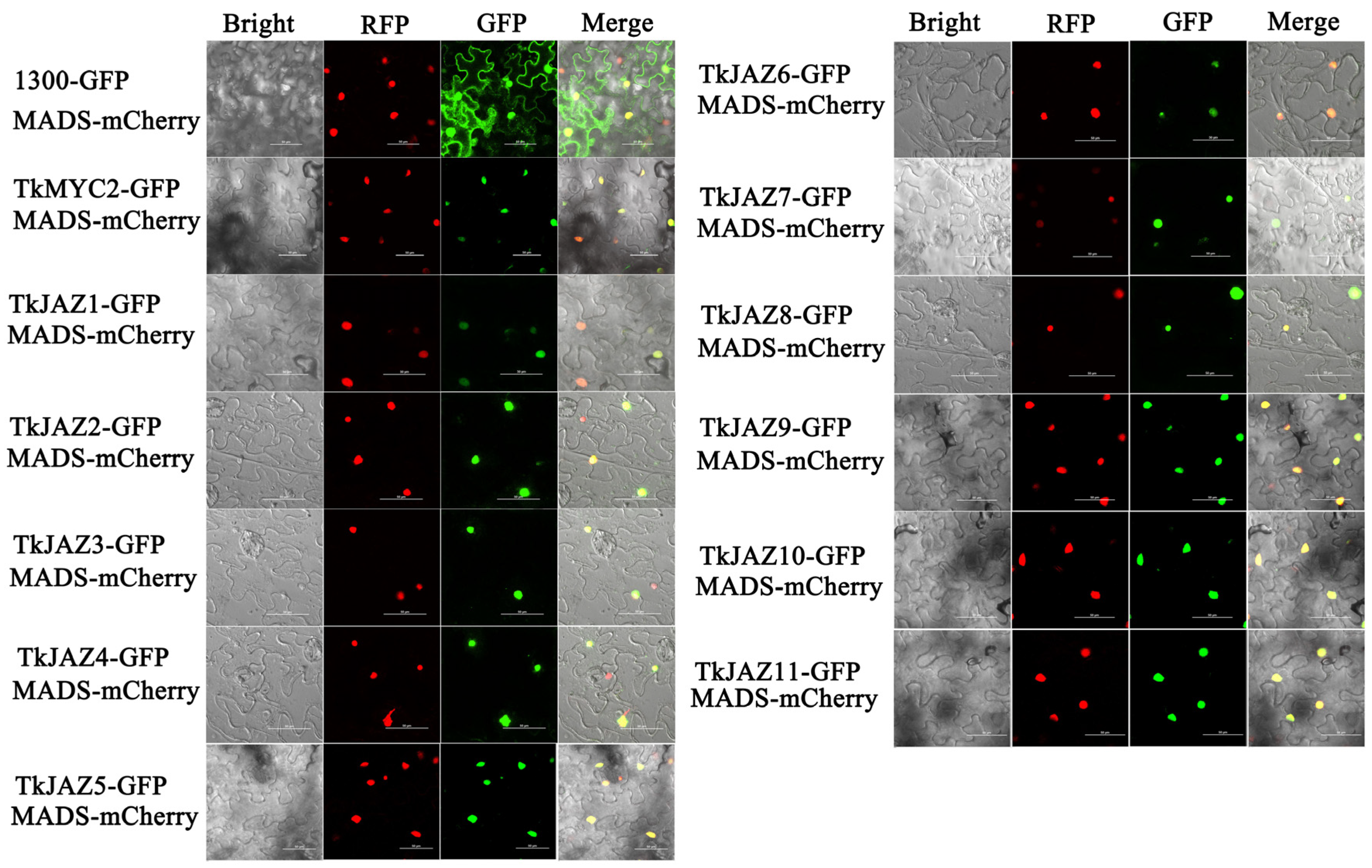 Plants 13 02034 g004
