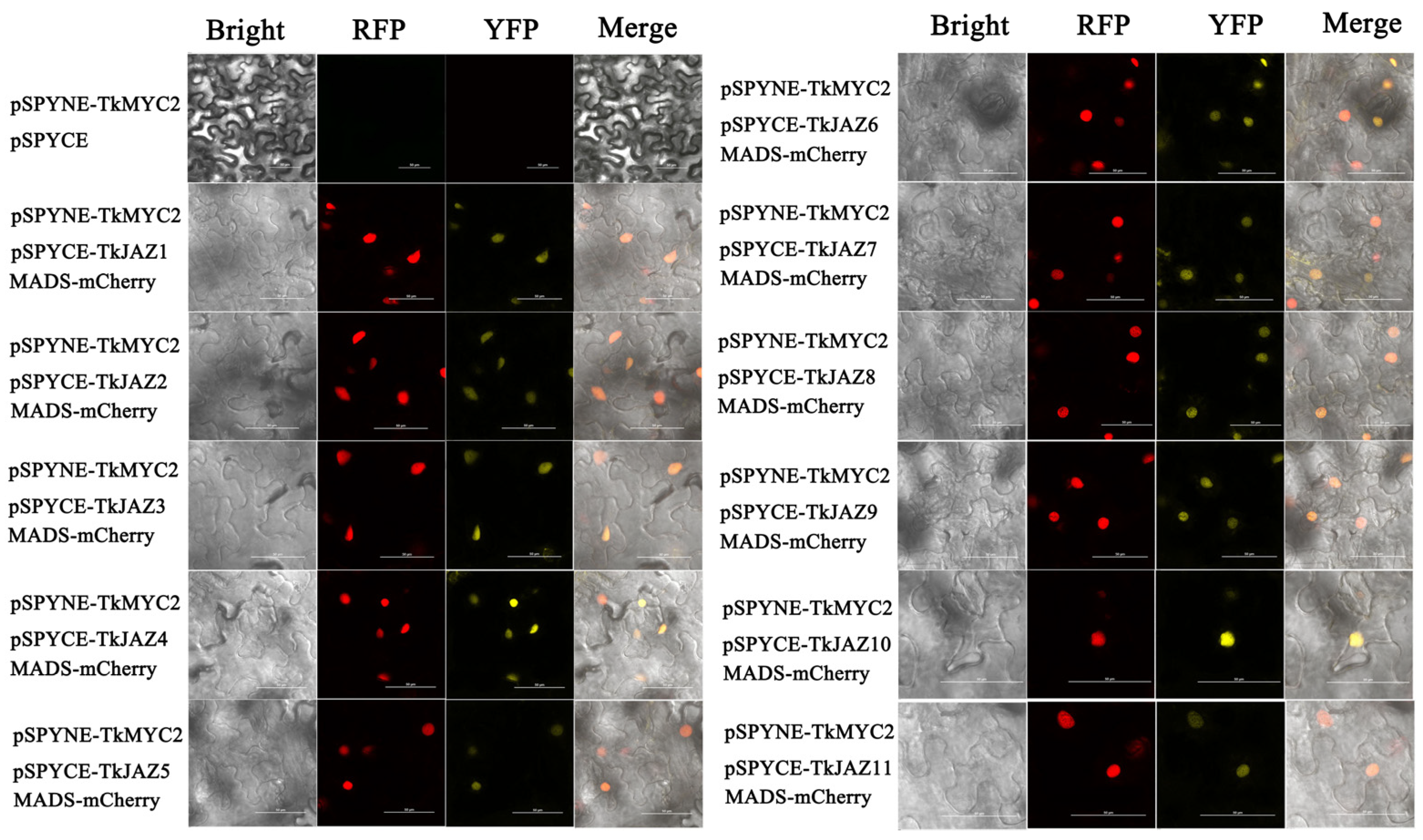 Plants 13 02034 g006