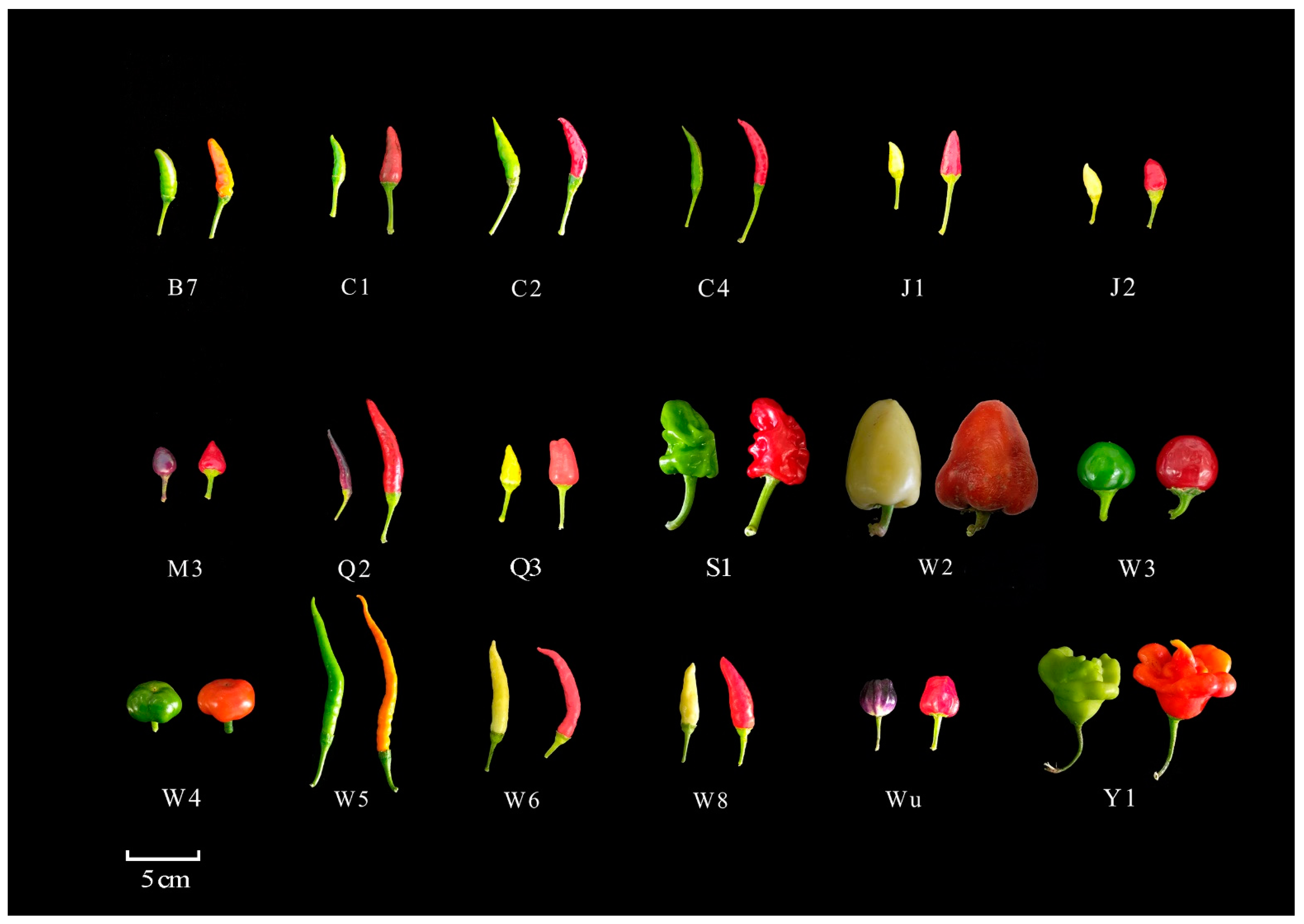 Plants 13 02038 g009