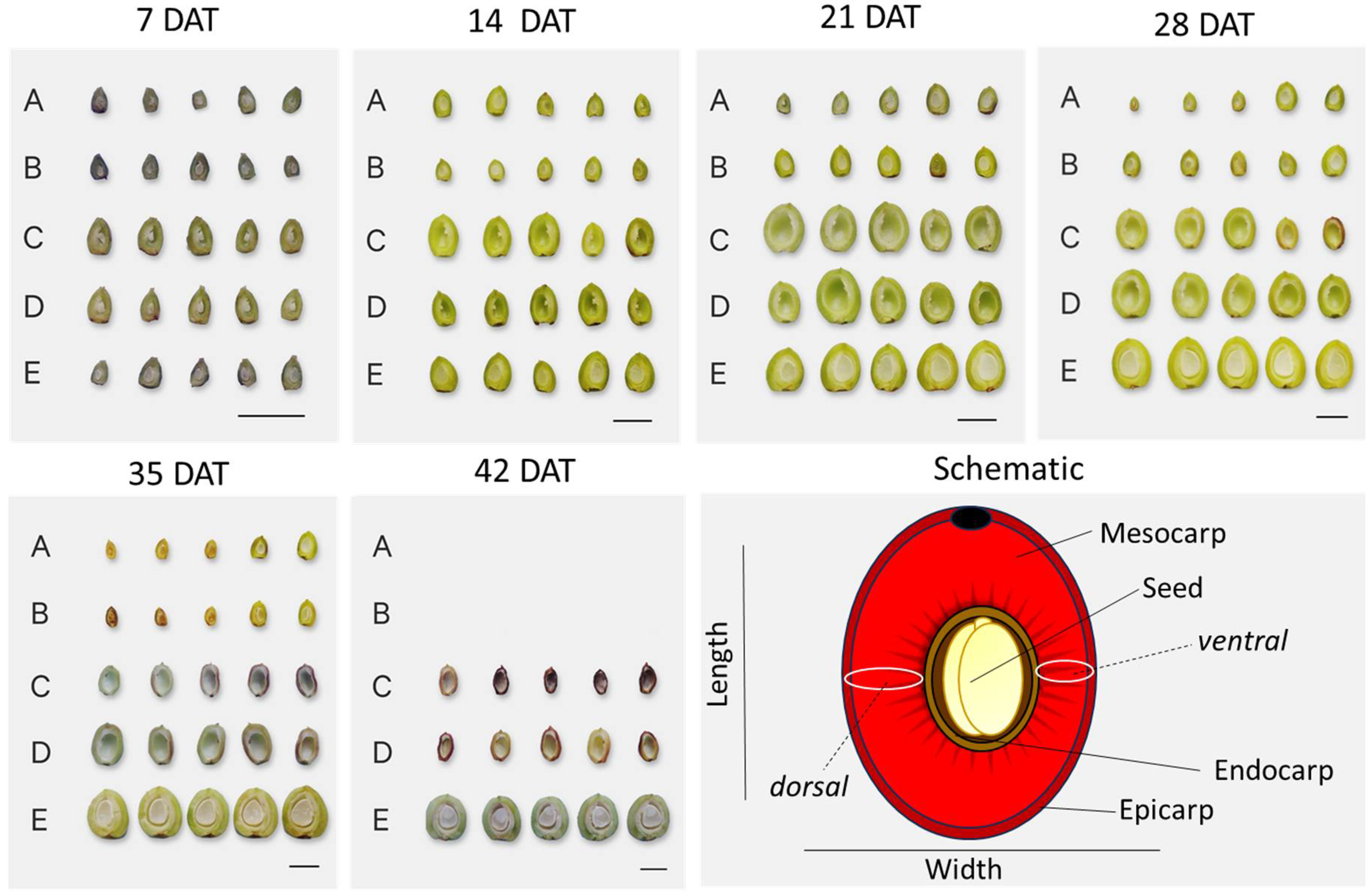 Plants 13 02052 g001