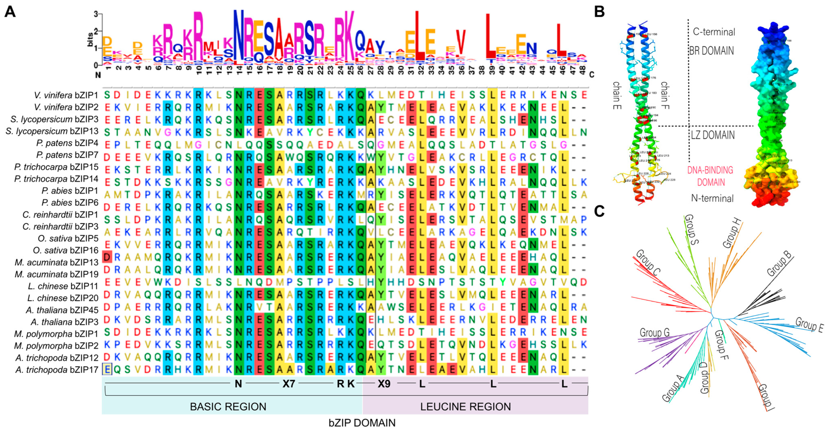 Plants 13 02058 g001