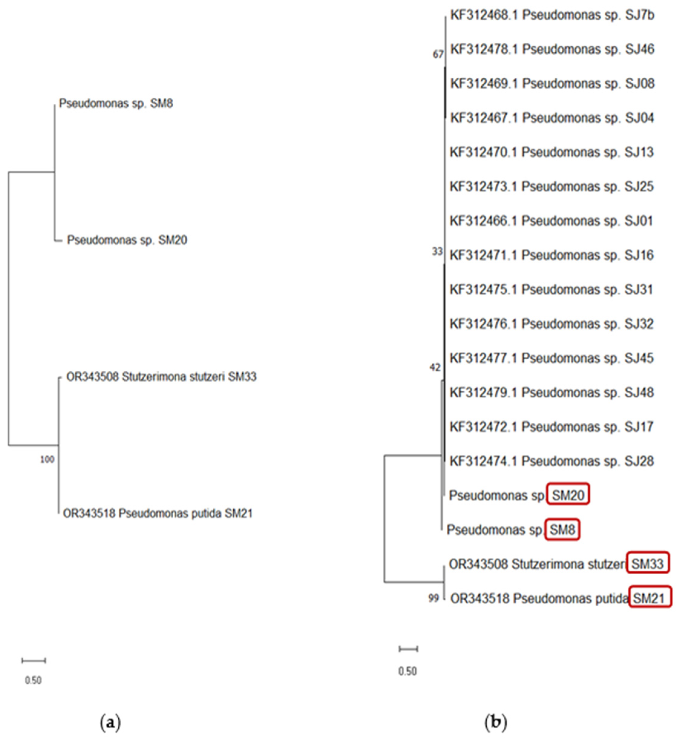 Plants 13 02062 g003