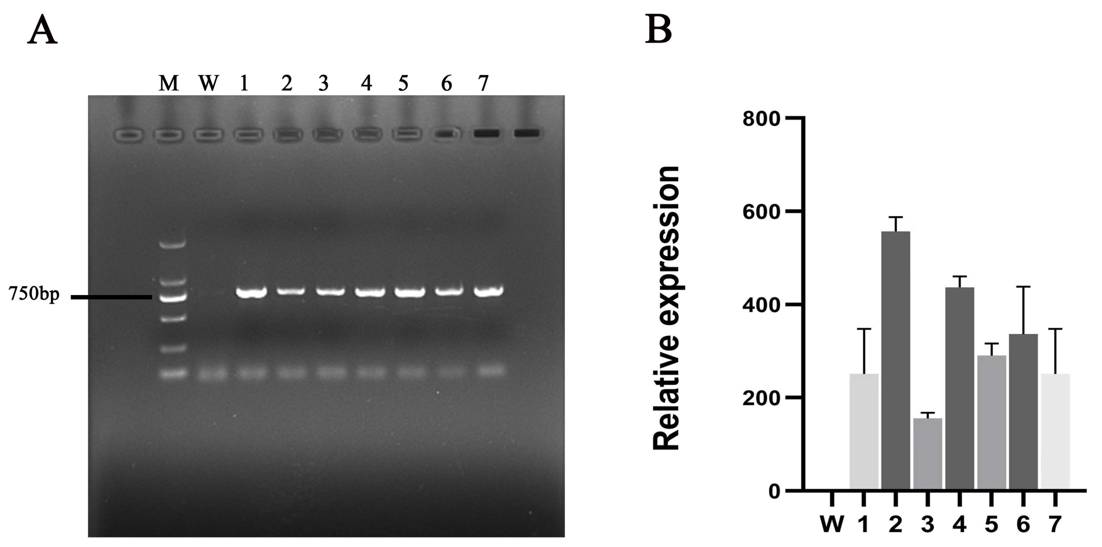 Plants 13 02064 g003