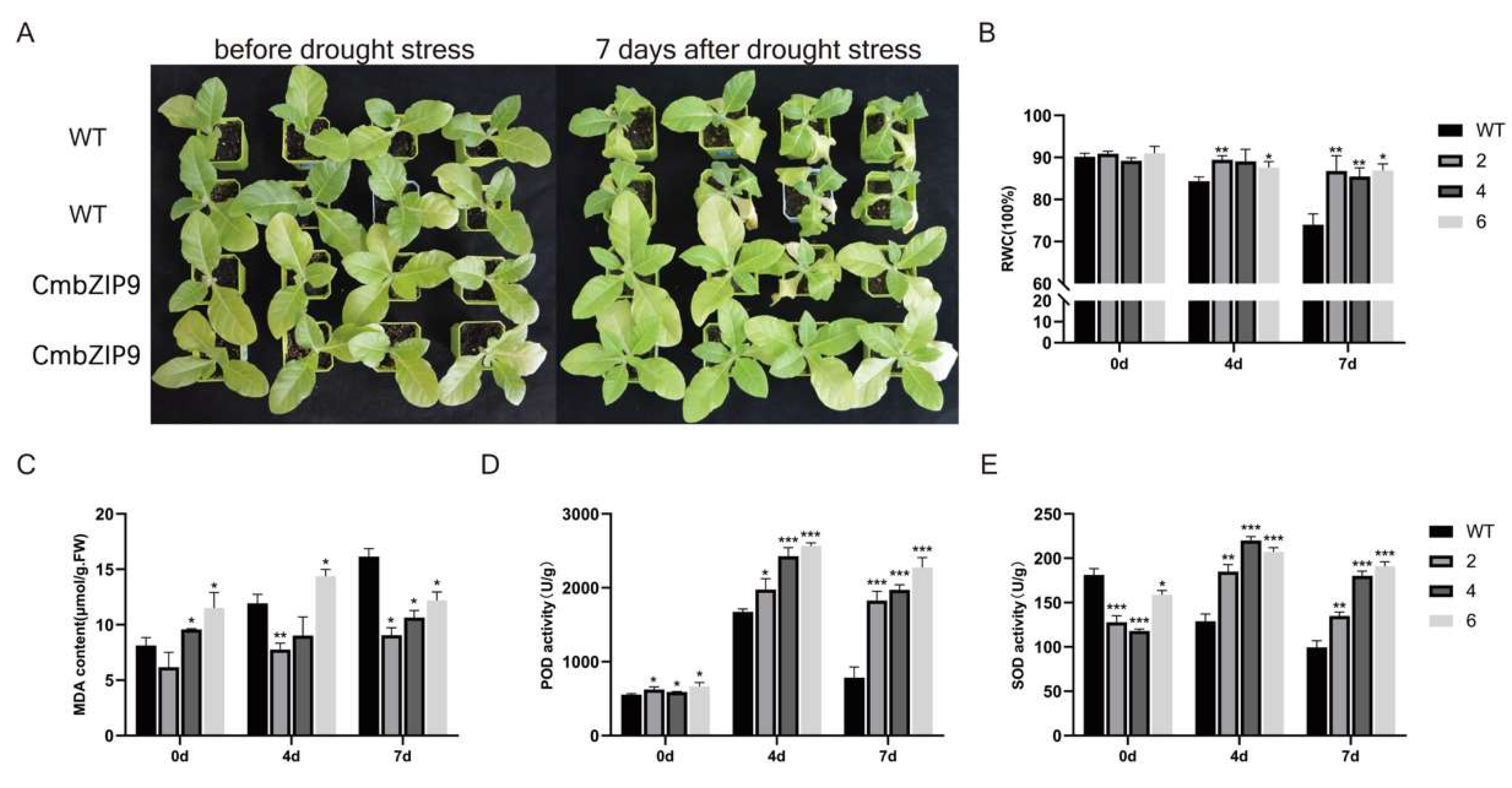 Plants 13 02064 g004