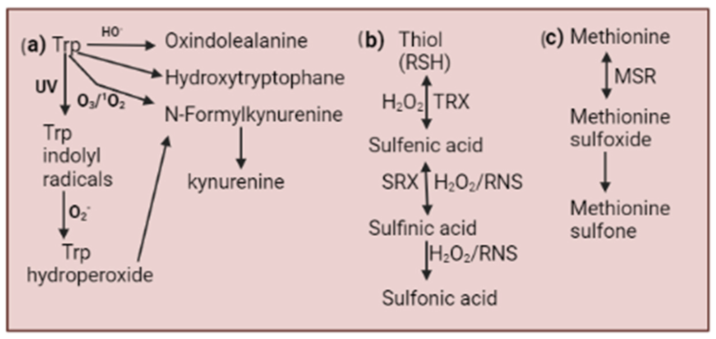 Plants 13 02071 g002