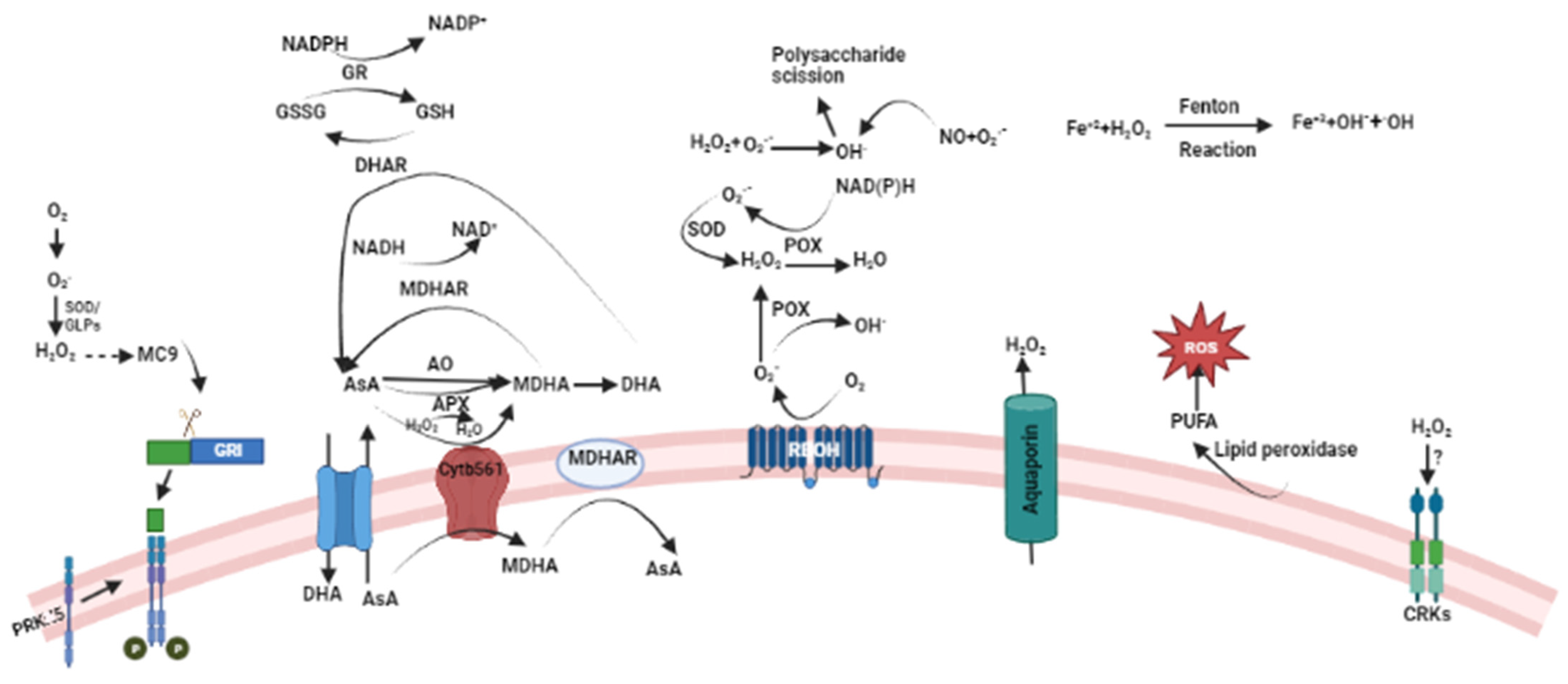 Plants 13 02071 g003