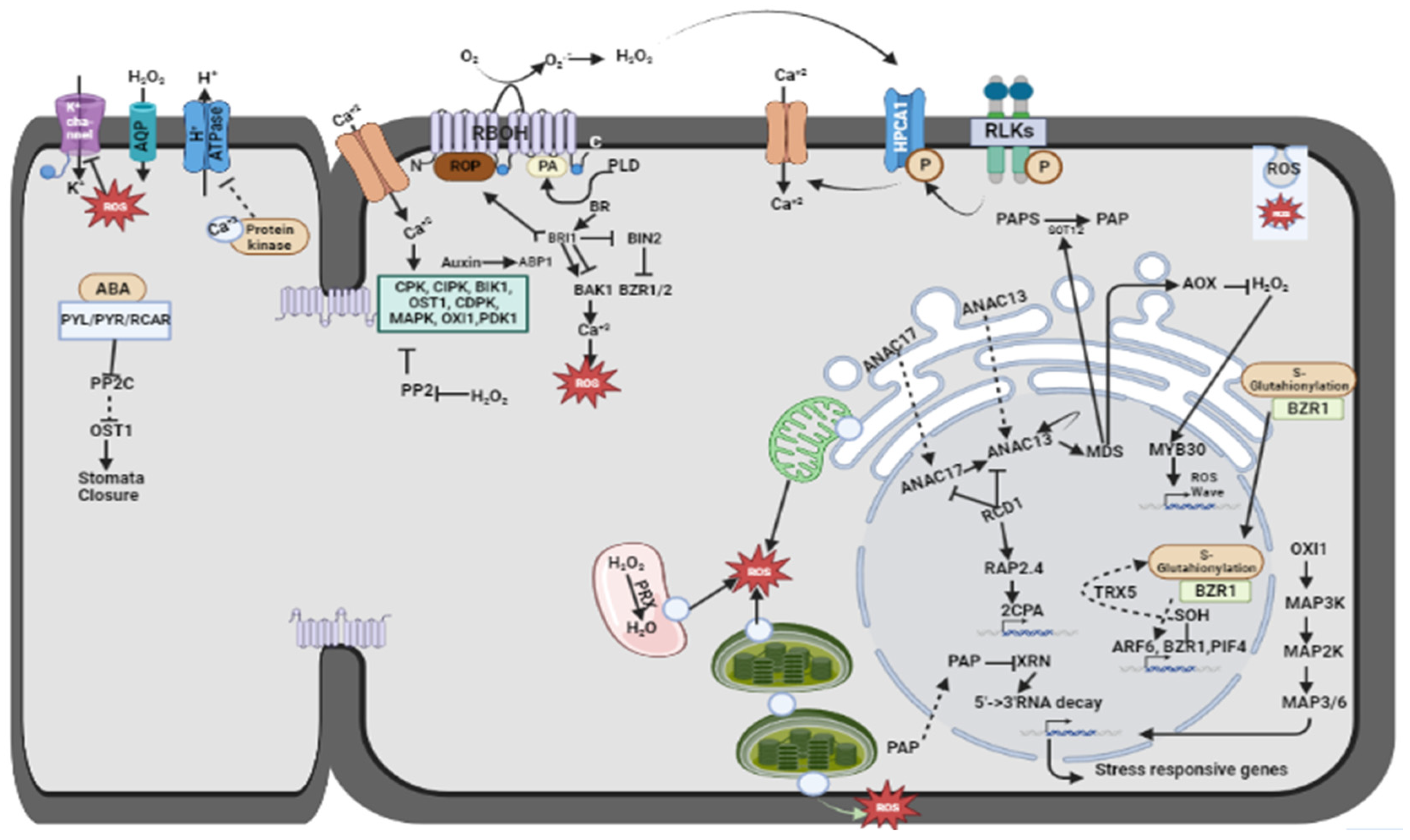 Plants 13 02071 g004