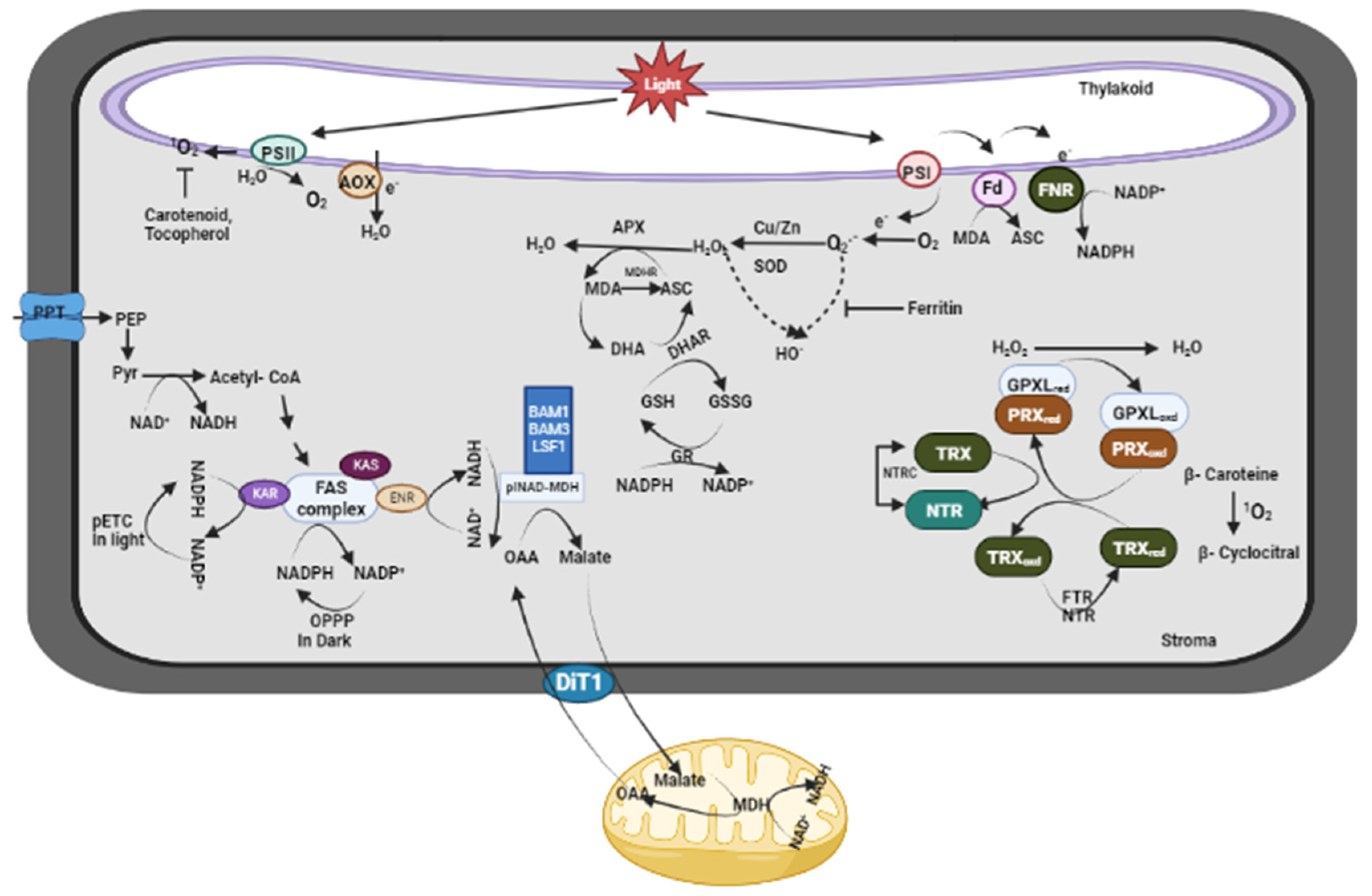 Plants 13 02071 g005
