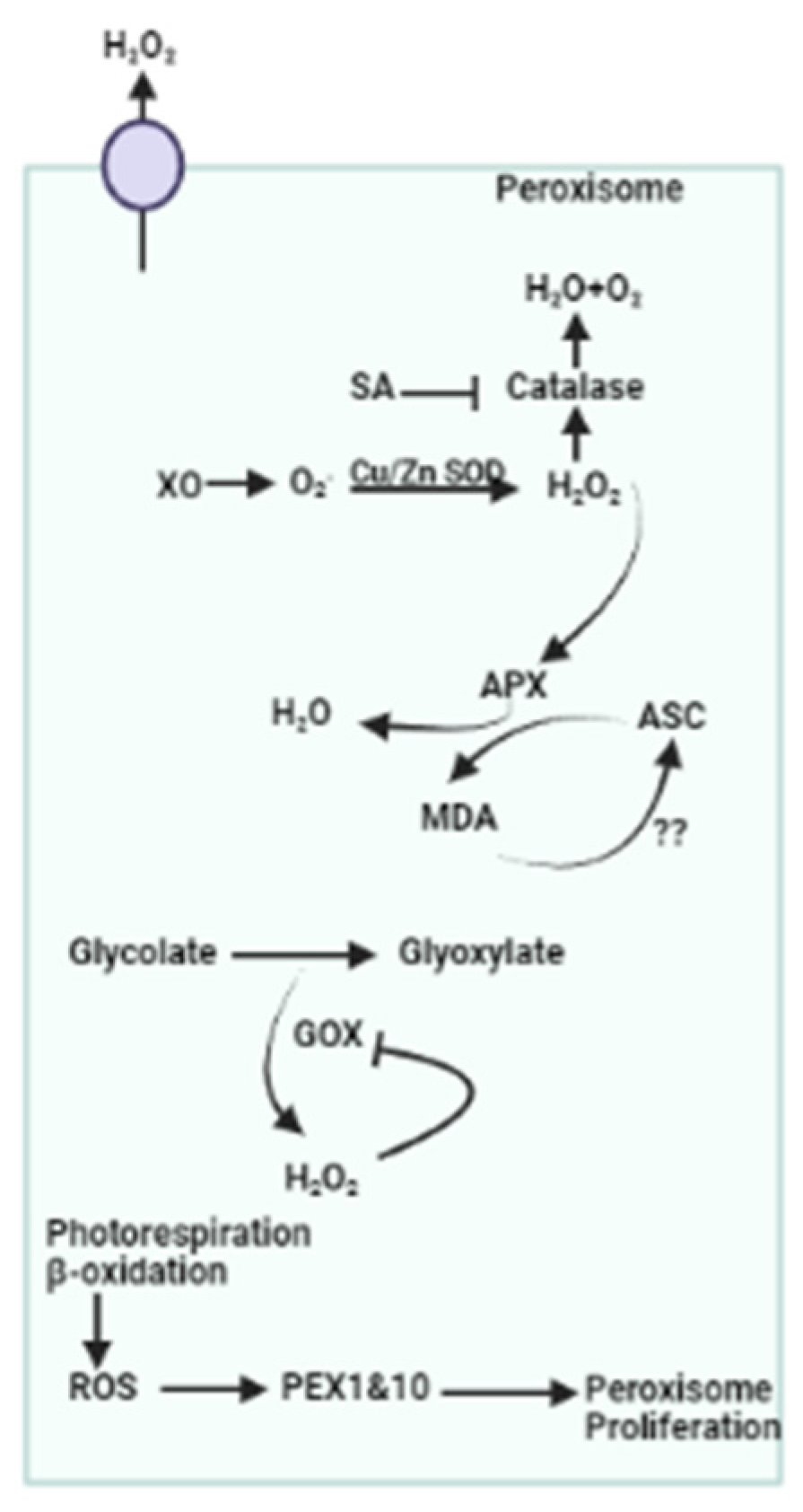 Plants 13 02071 g007