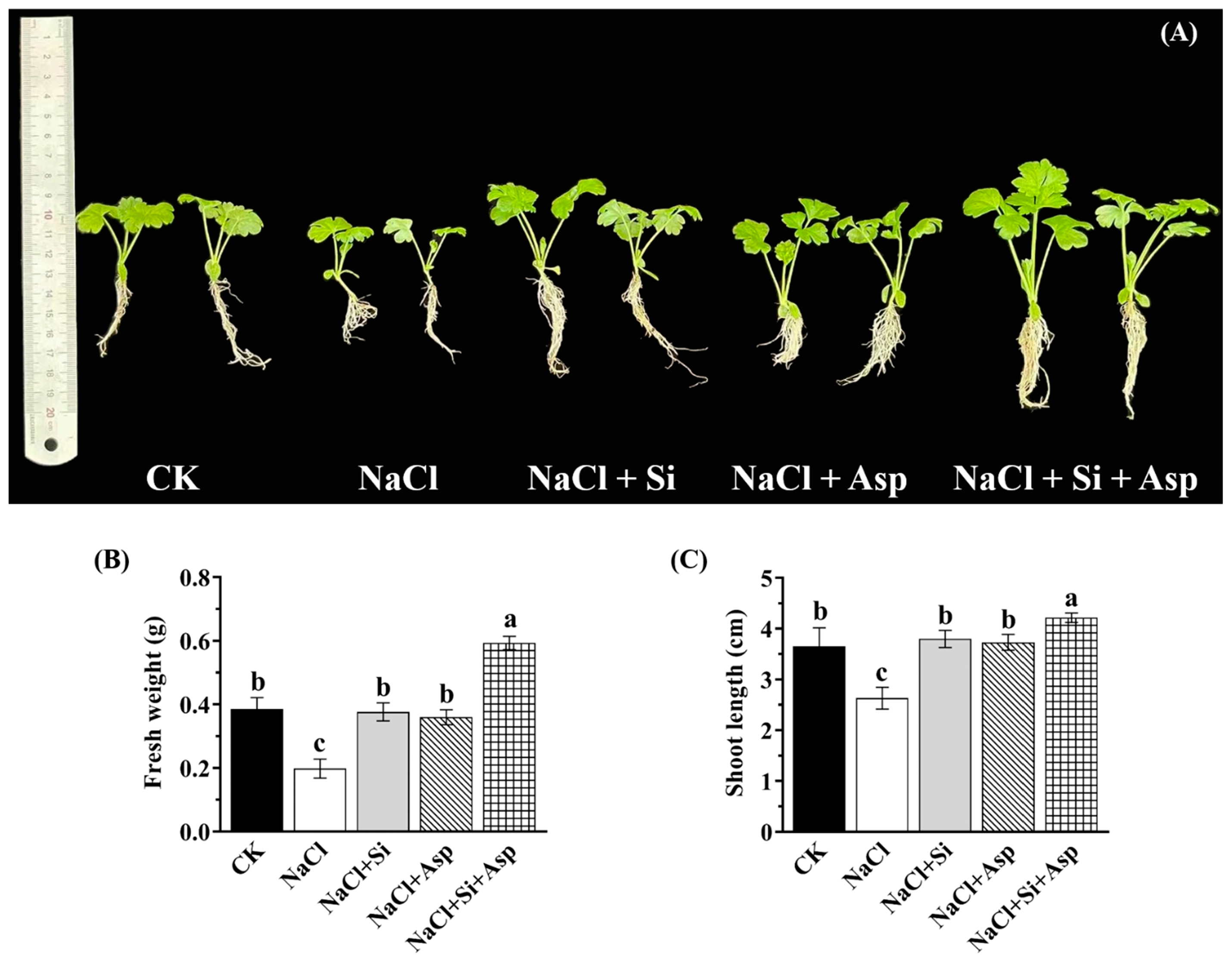 Plants 13 02072 g001
