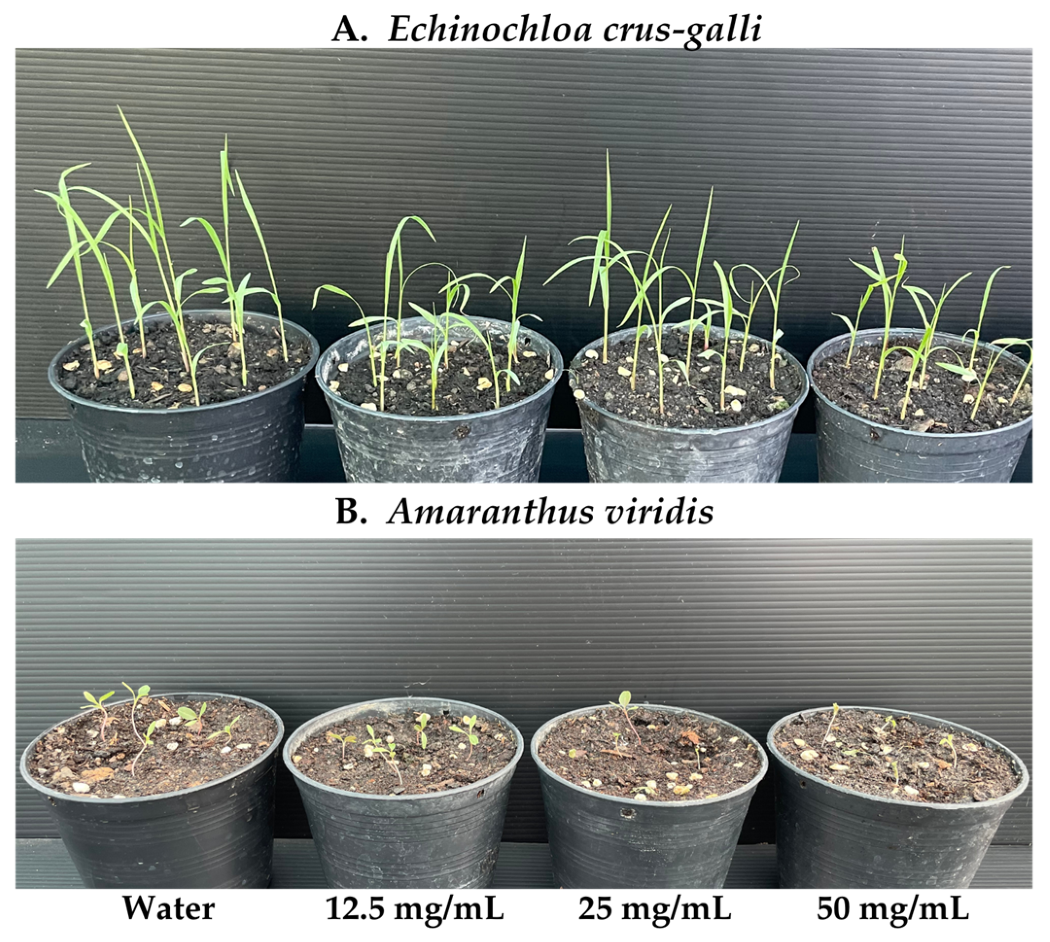 Plants 13 02085 g005