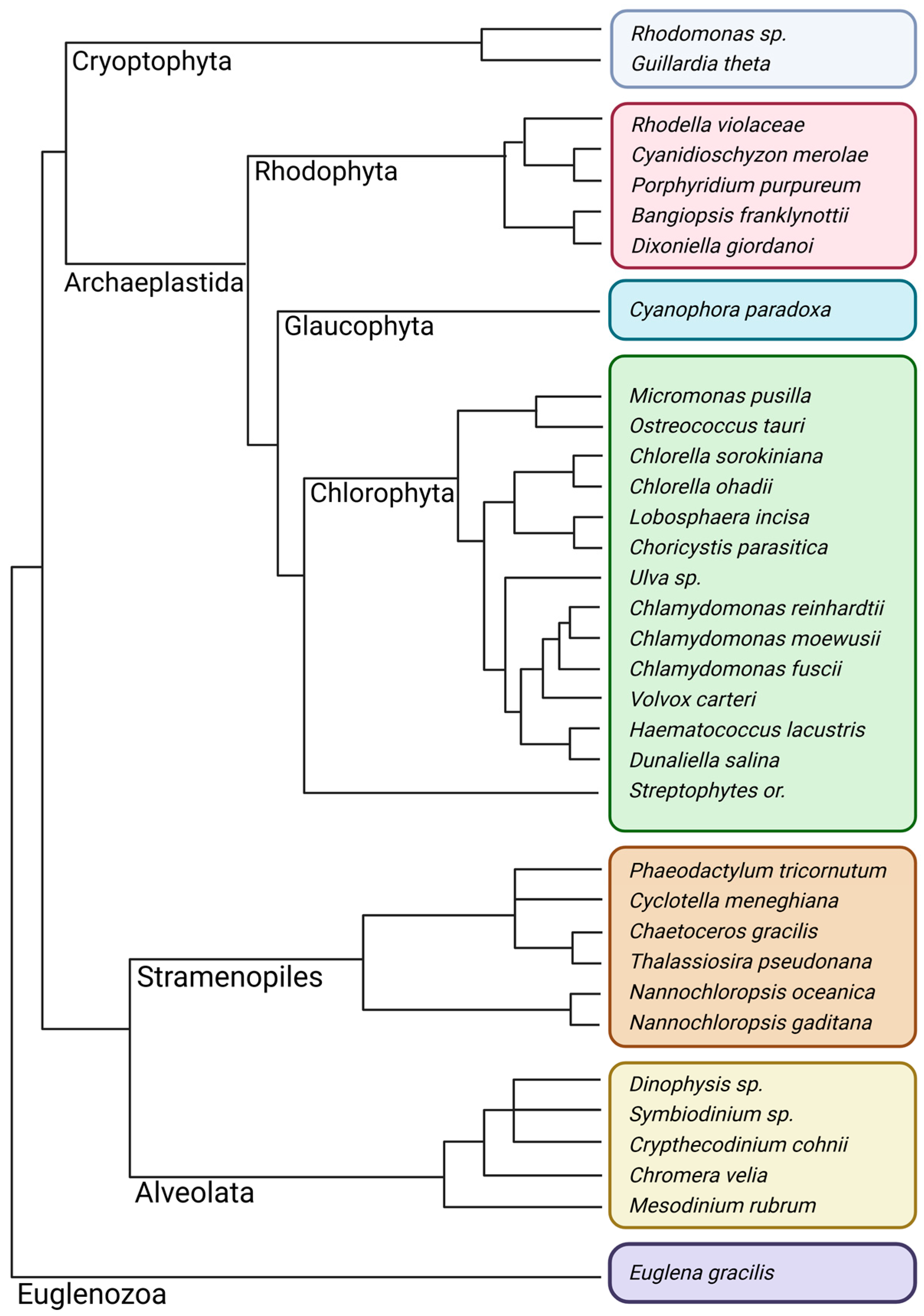 Plants 13 02103 g001