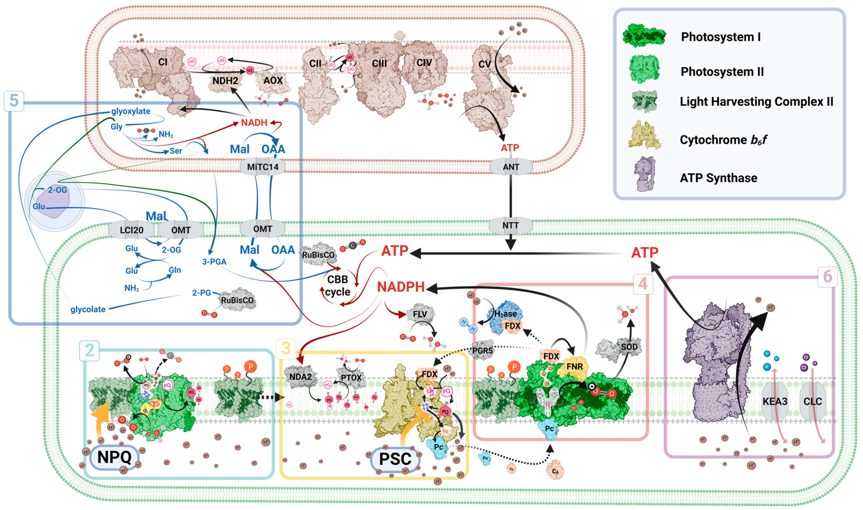 Plants 13 02103 g002
