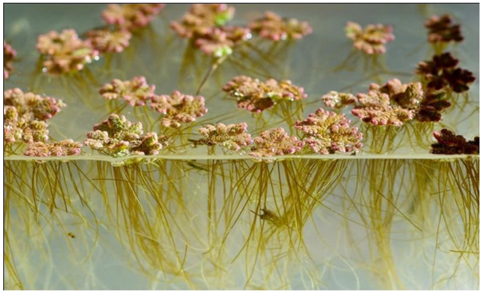 Plants 13 02106 g001