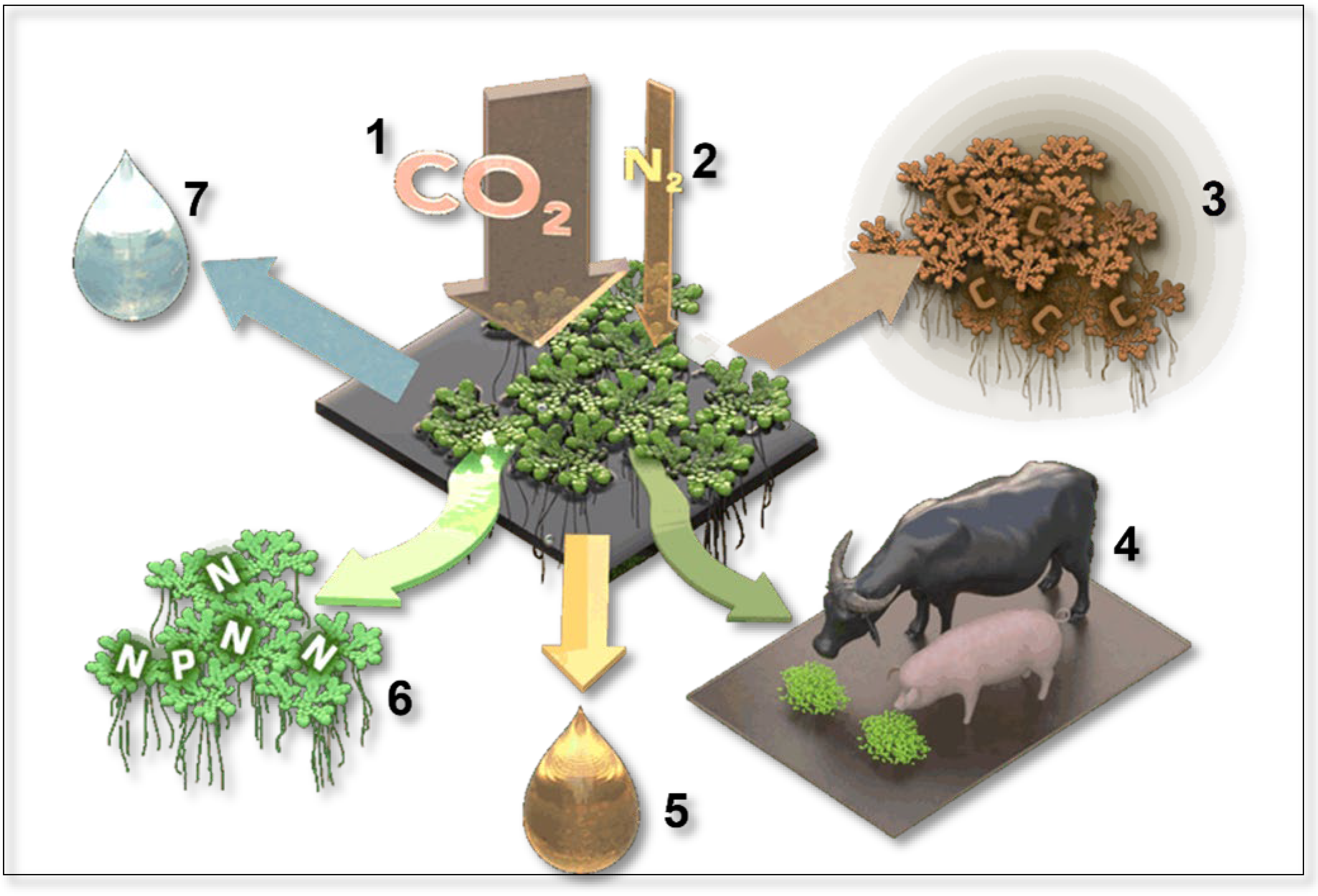 Plants 13 02106 g002