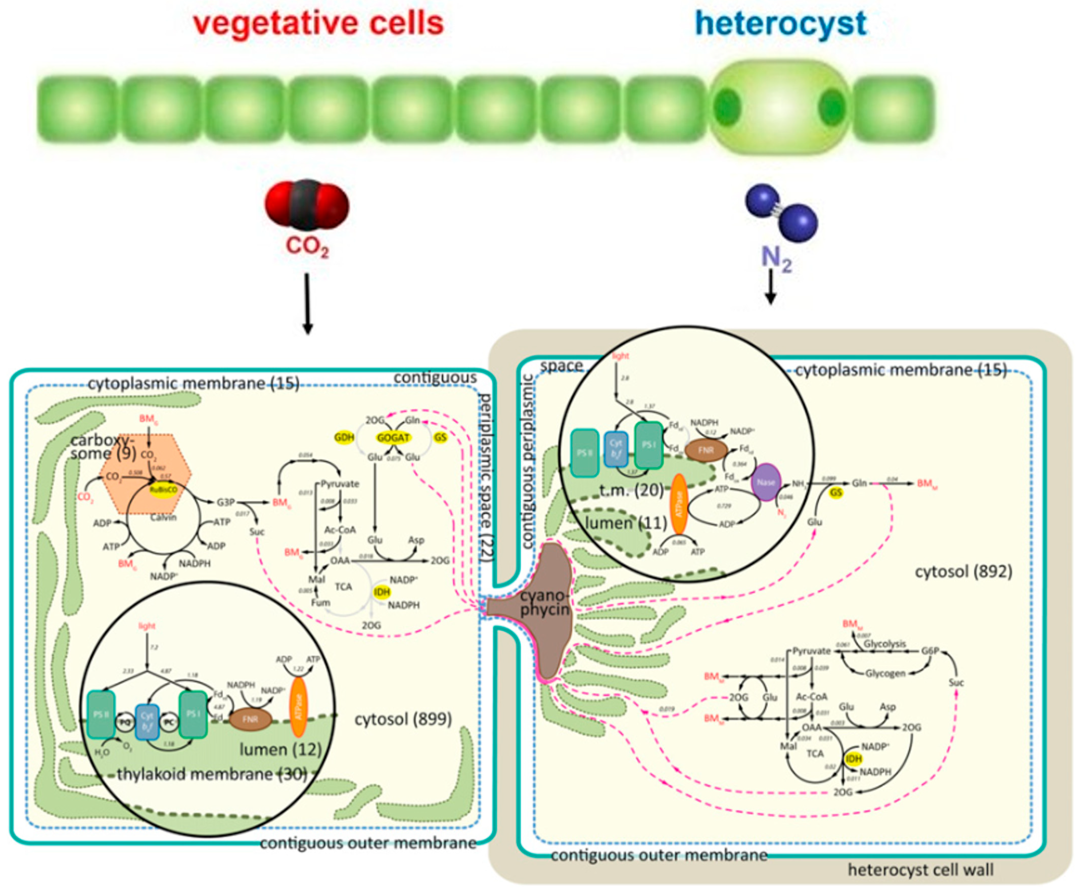 Plants 13 02106 g003
