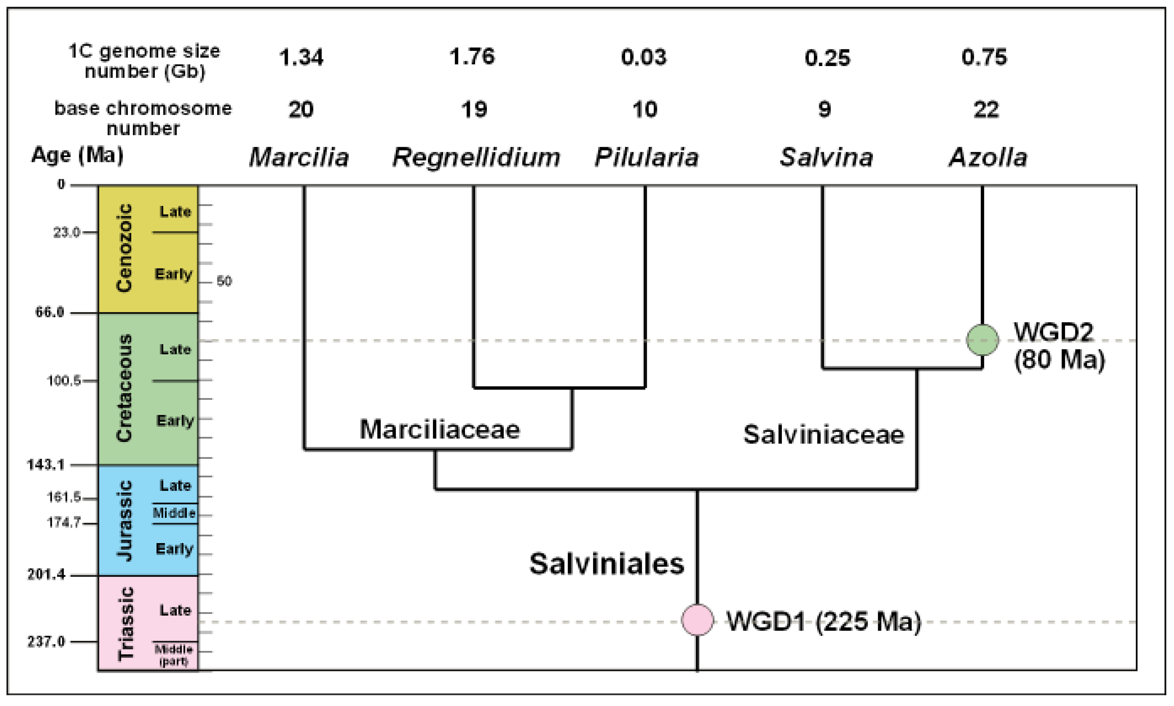 Plants 13 02106 g004