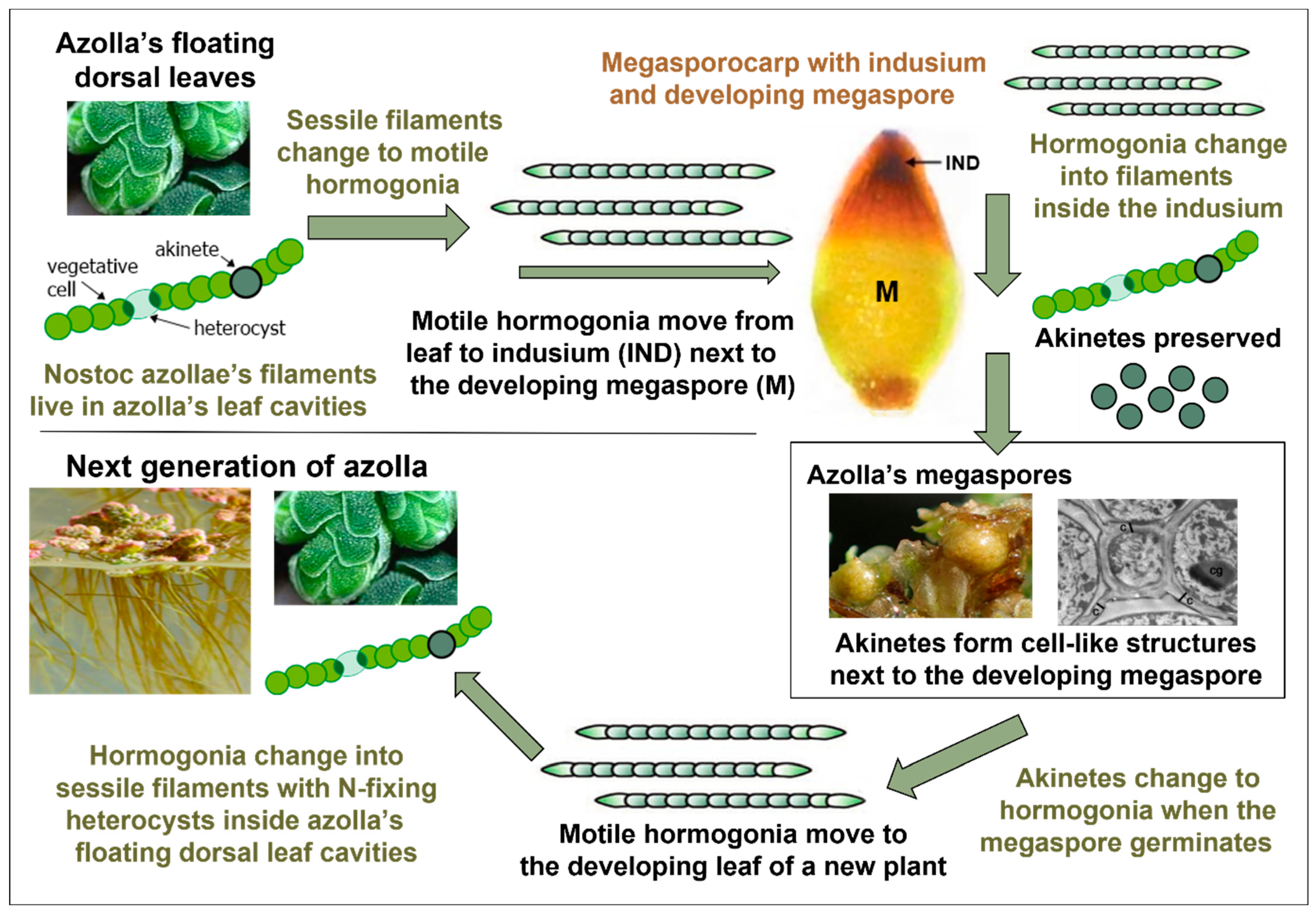 Plants 13 02106 g008