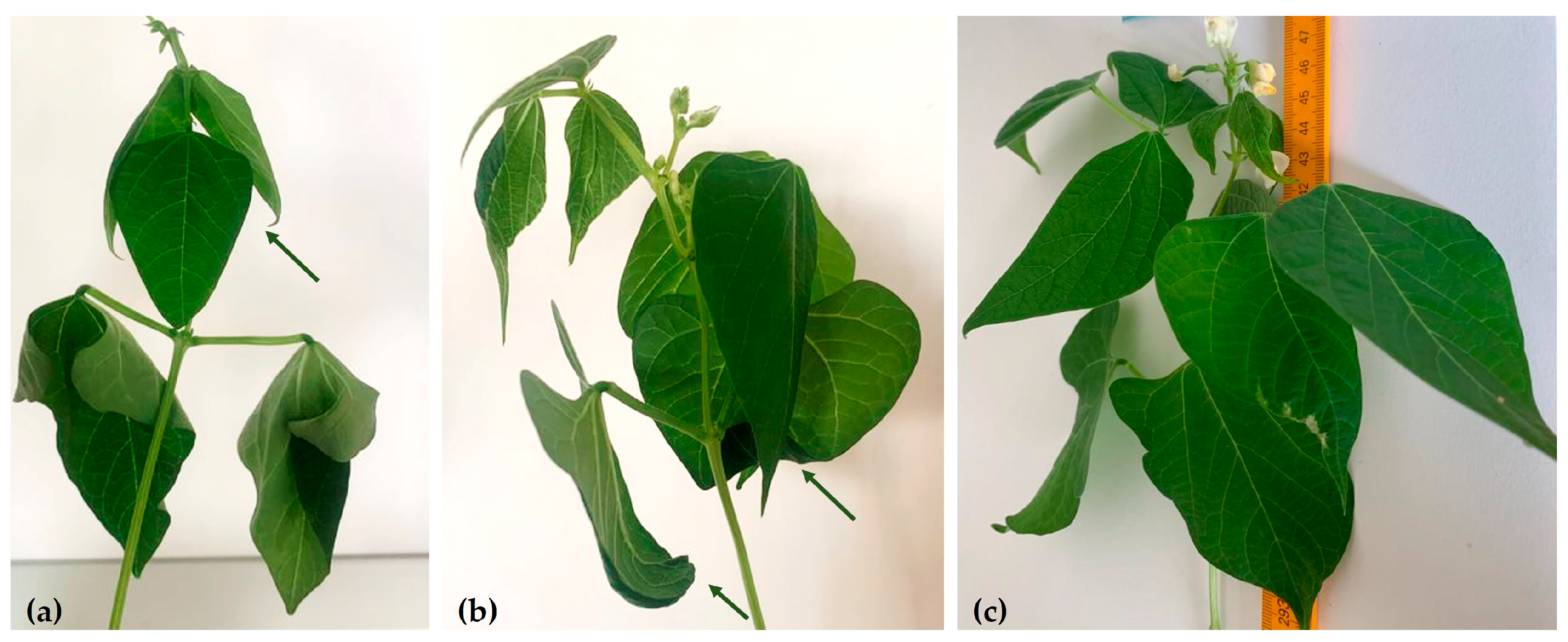 Plants 13 02111 g002