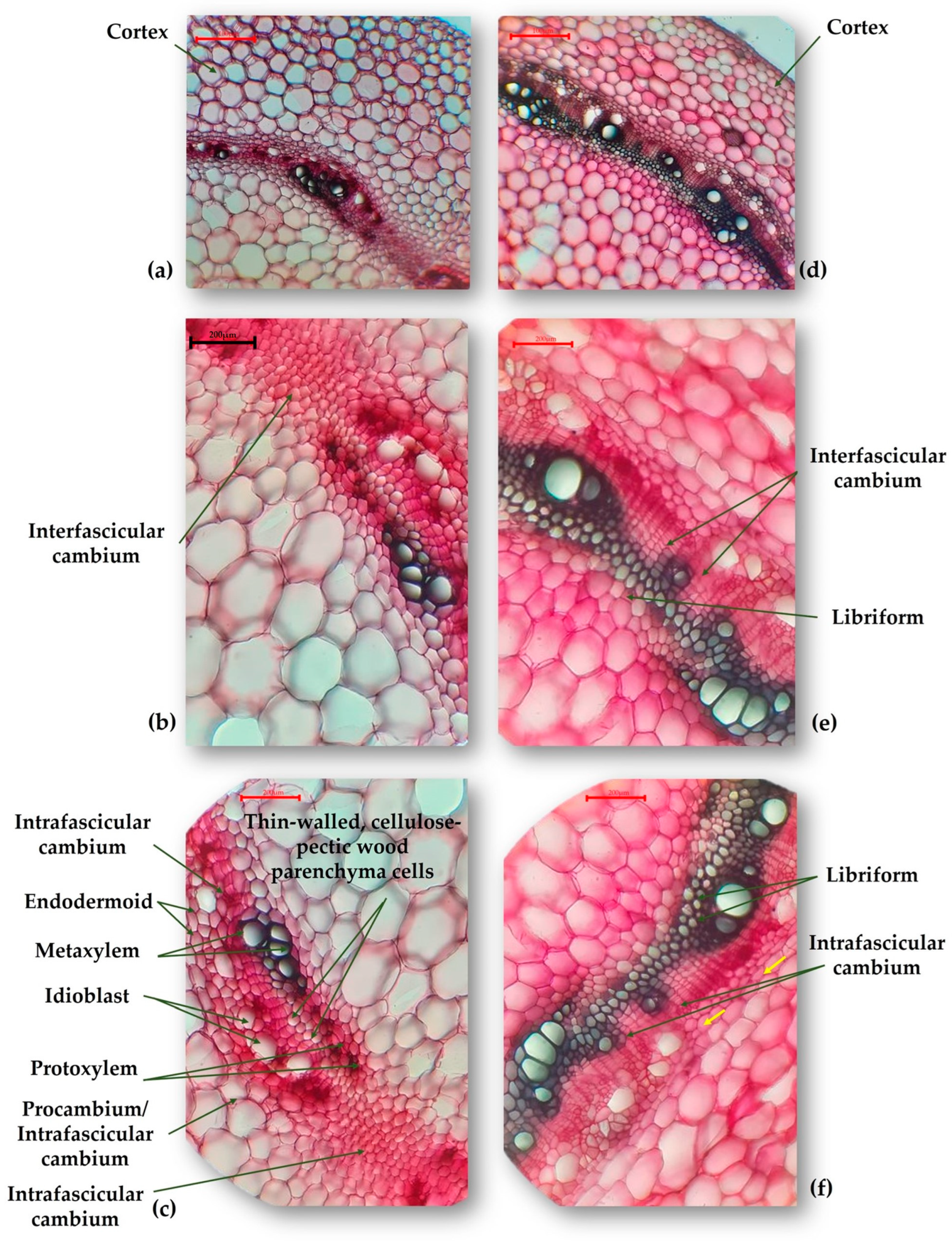 Plants 13 02111 g003