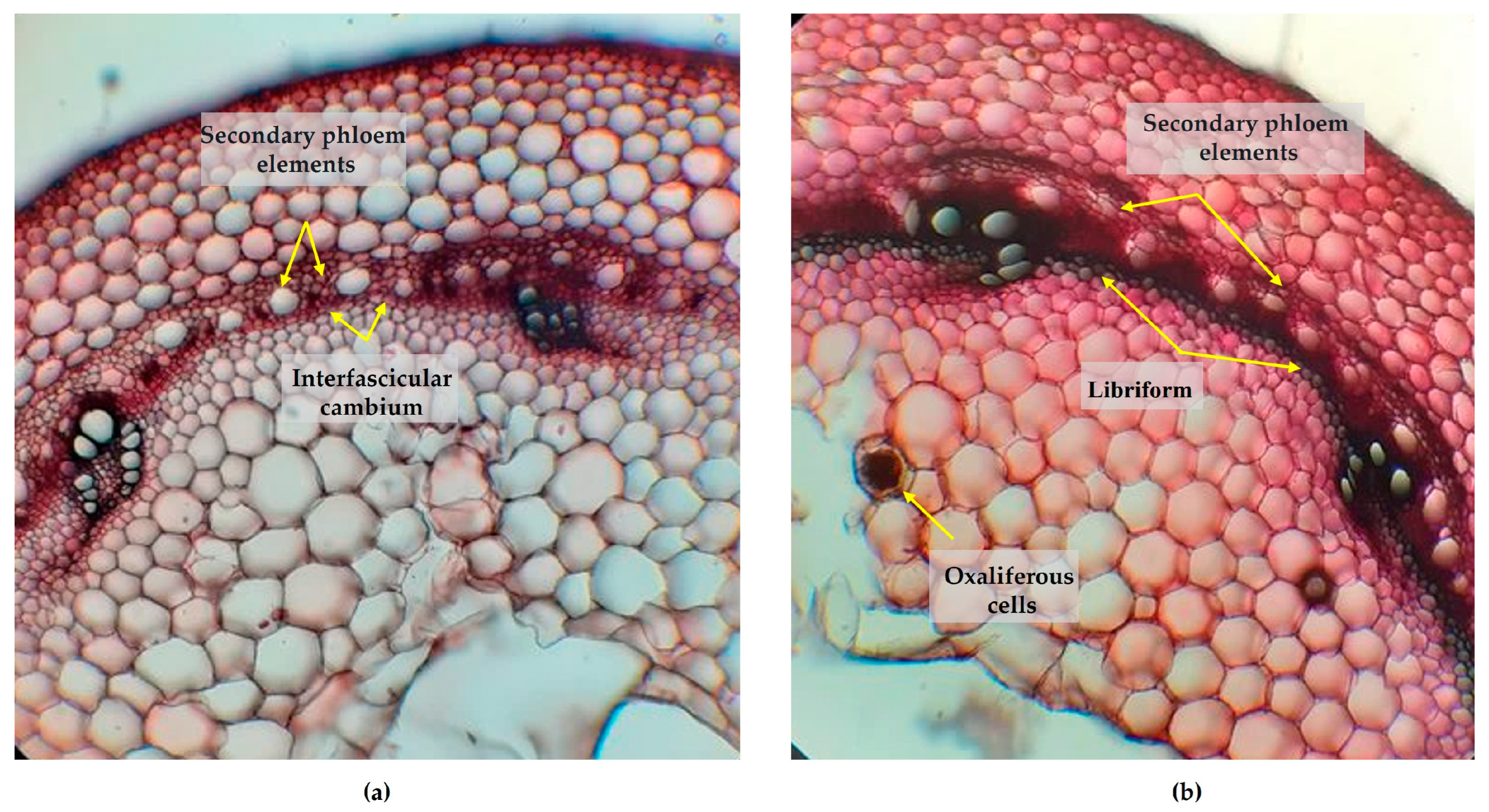 Plants 13 02111 g006