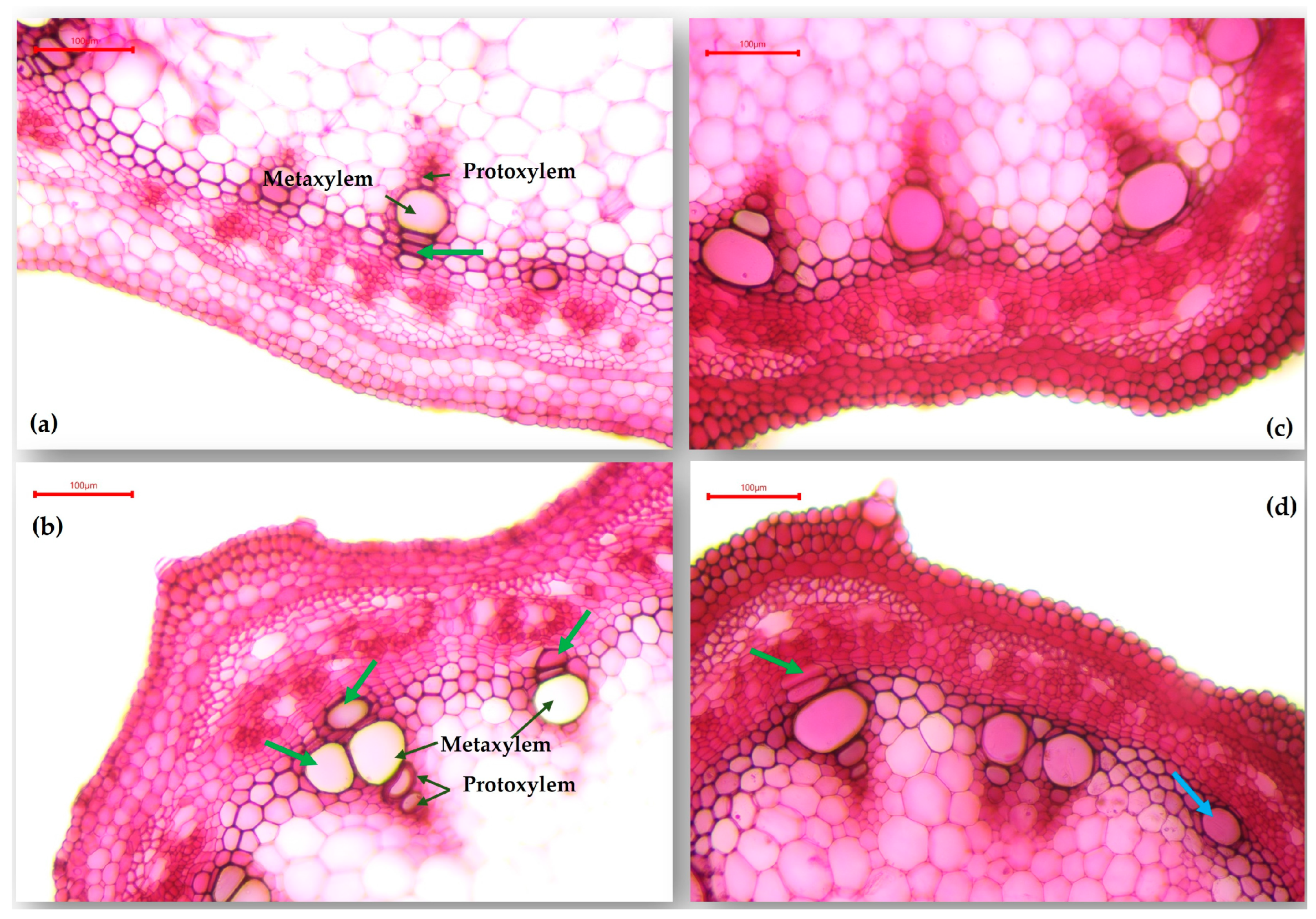 Plants 13 02111 g007