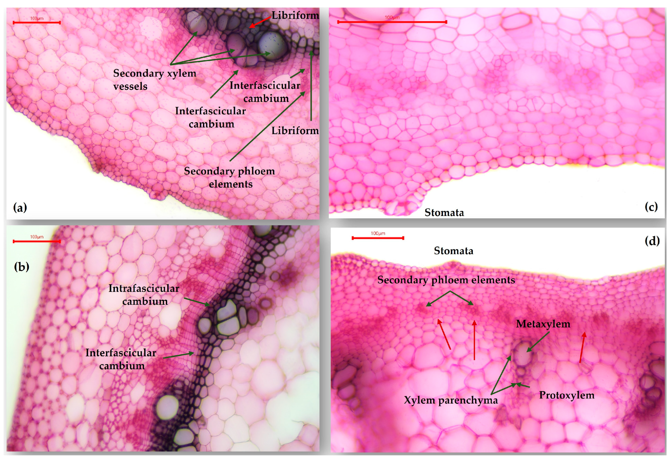 Plants 13 02111 g008