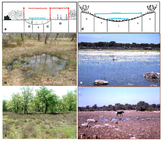 Plants 13 02113 g004