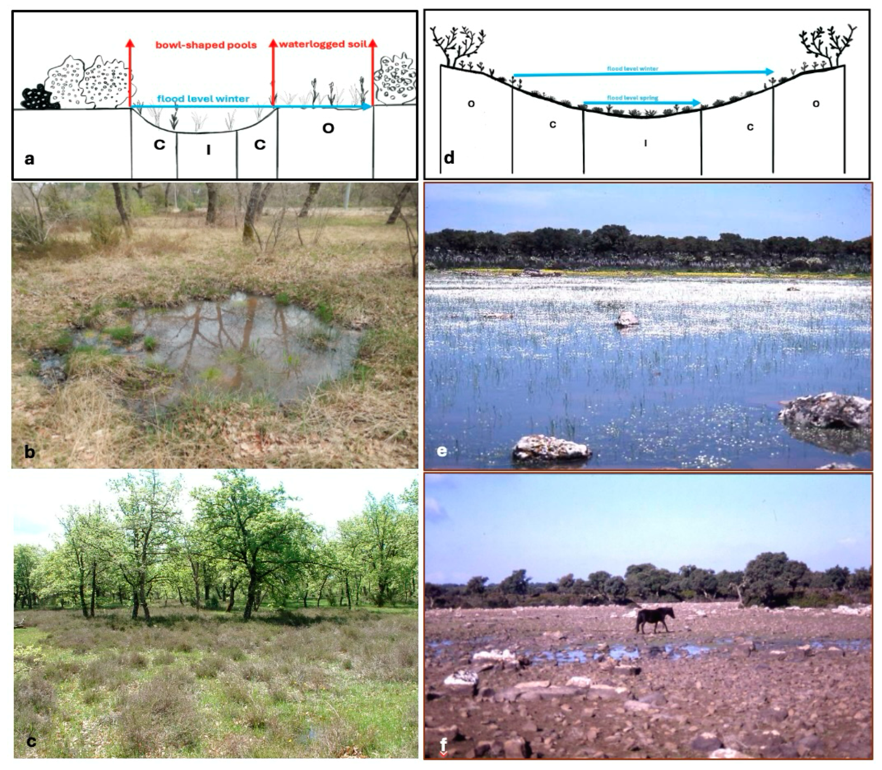 Plants 13 02113 g004