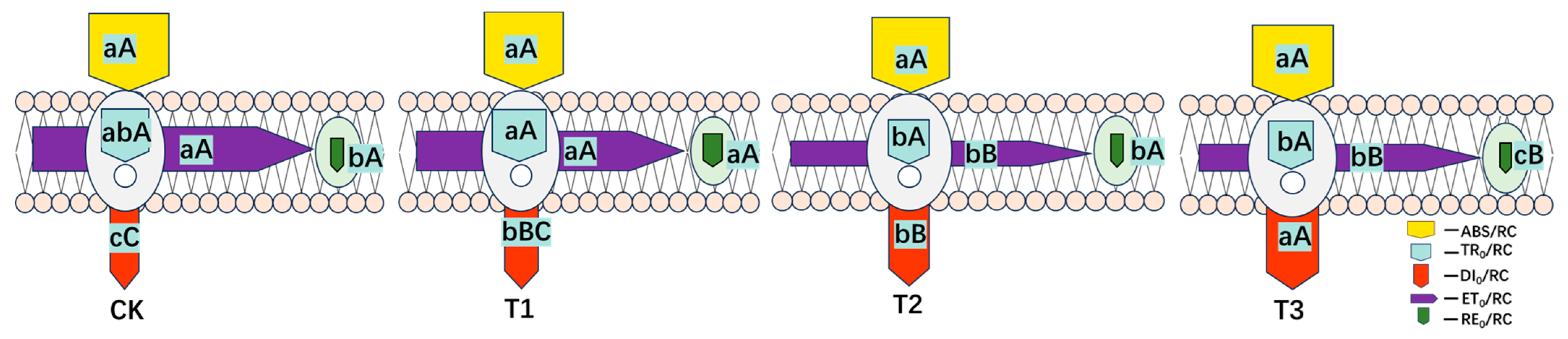 Plants 13 02115 g007