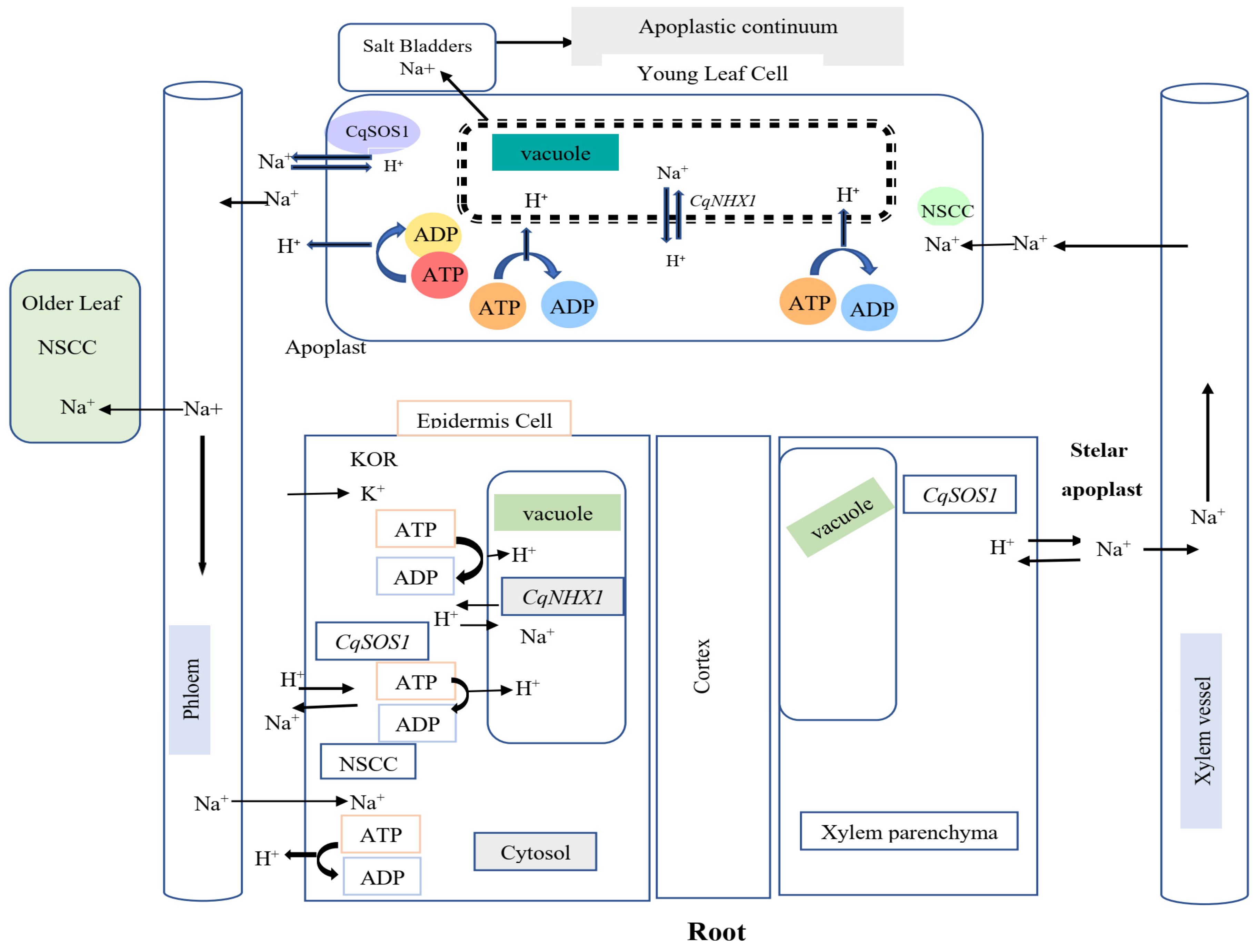 Plants 13 02117 g003