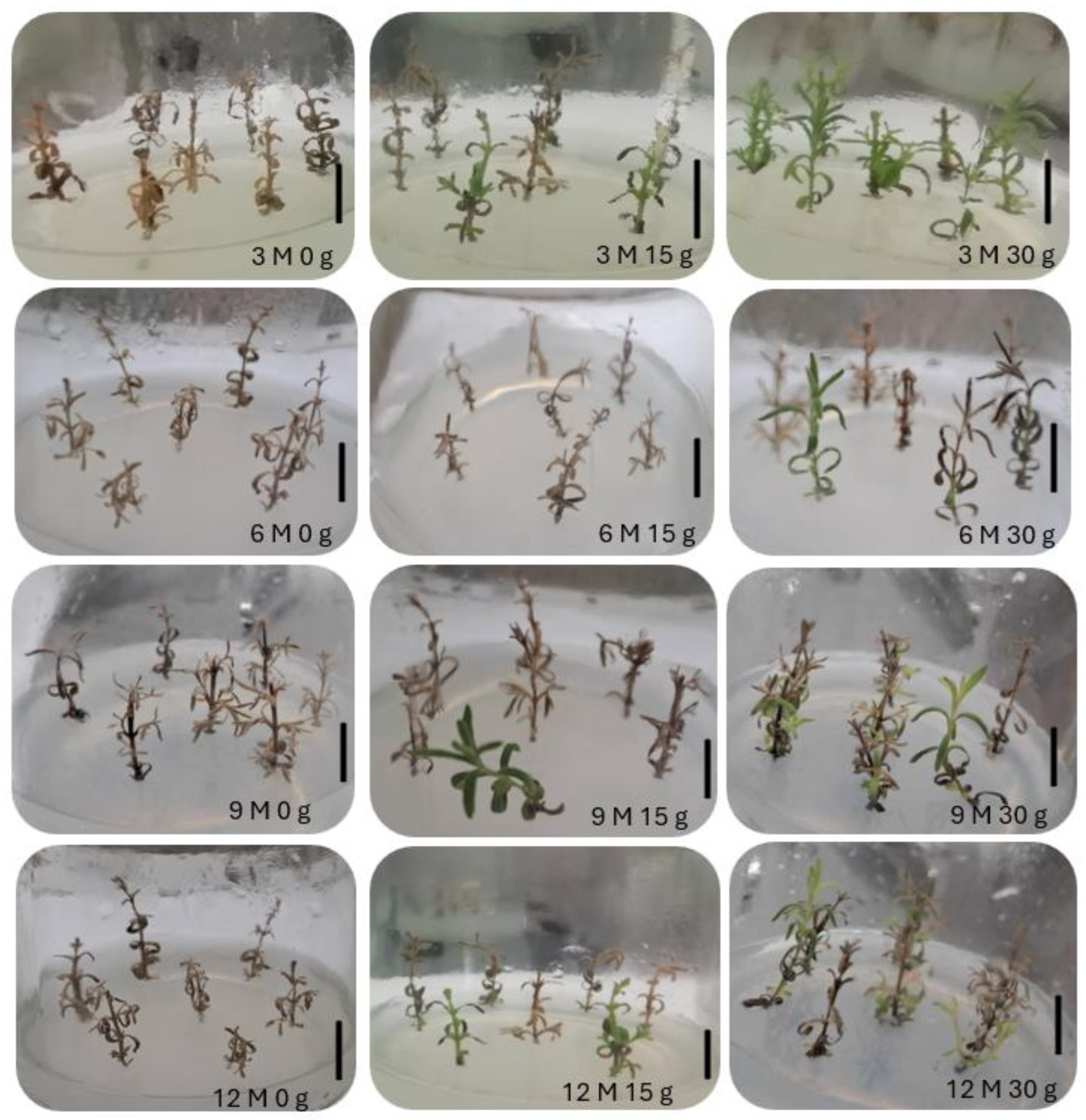 Plants 13 02124 g004