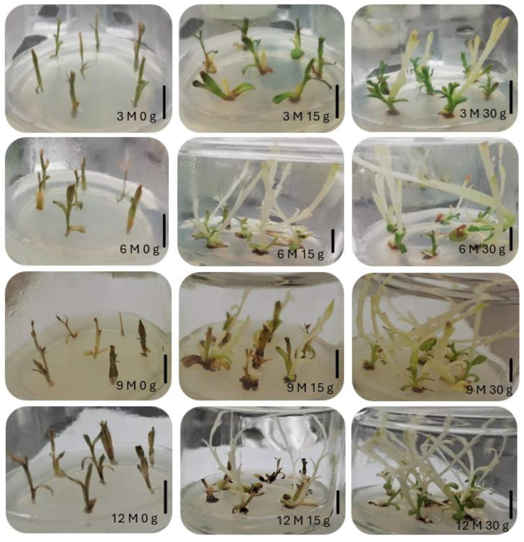 Plants 13 02124 g007