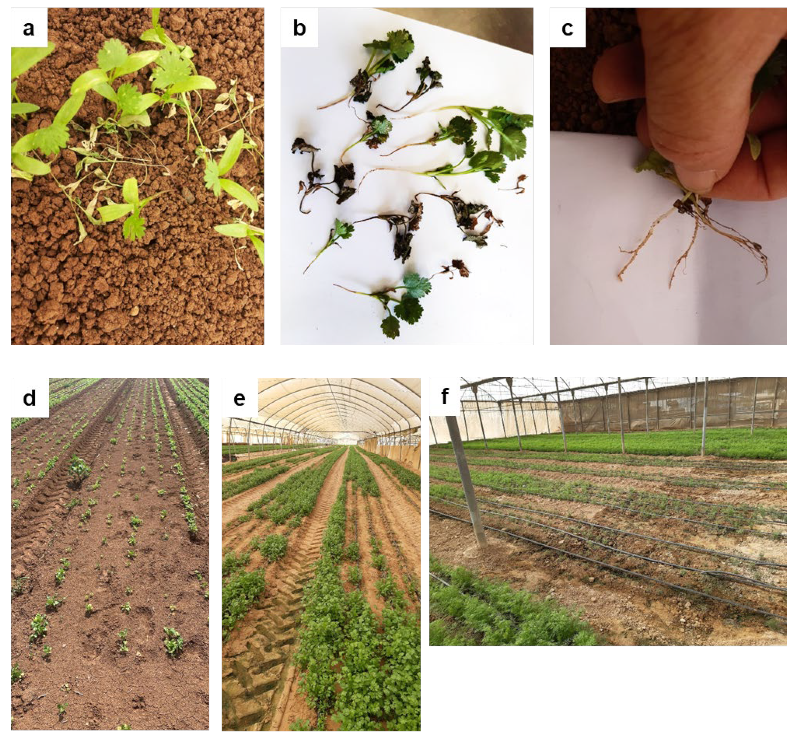 Plants 13 02135 g001