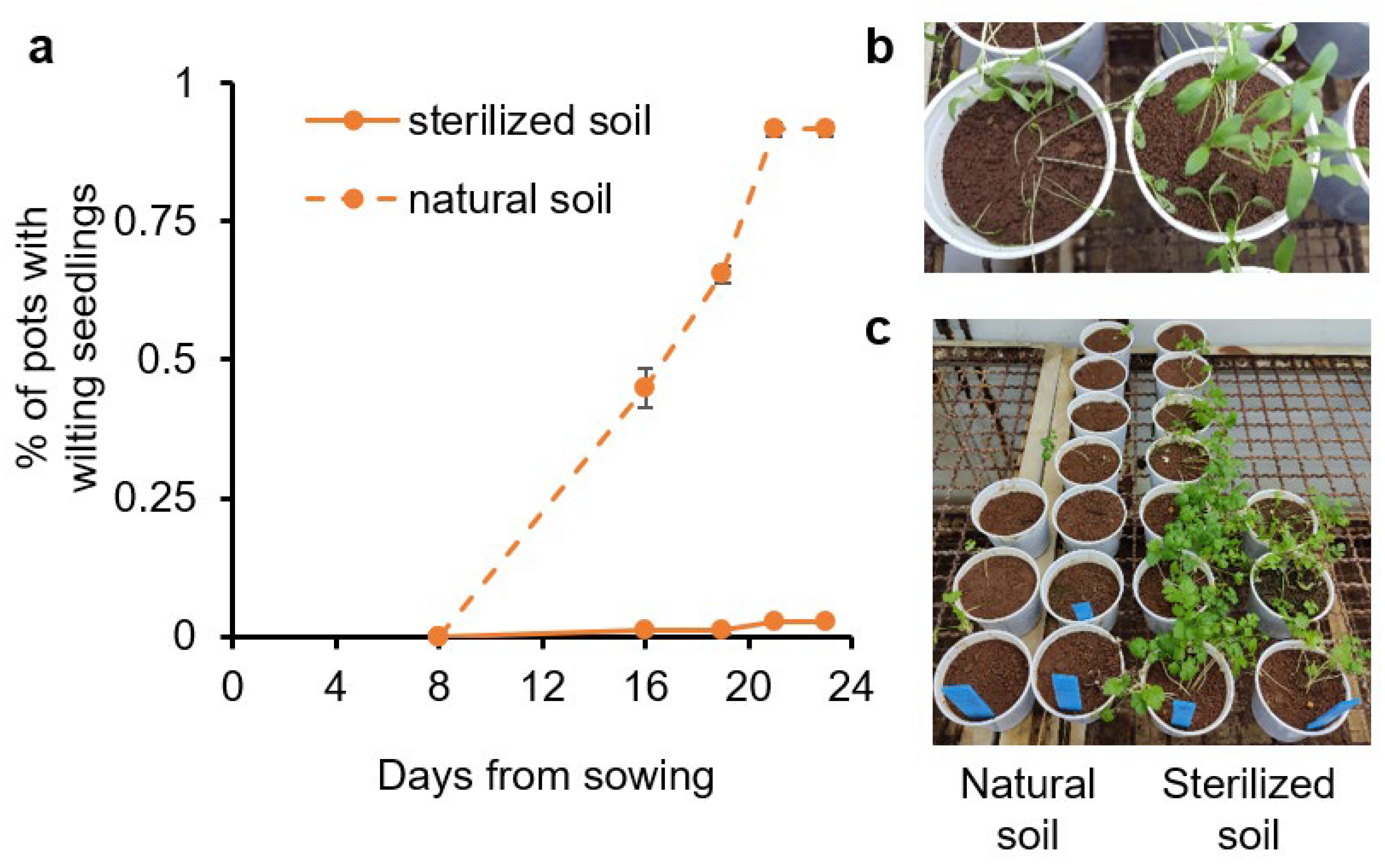 Plants 13 02135 g002