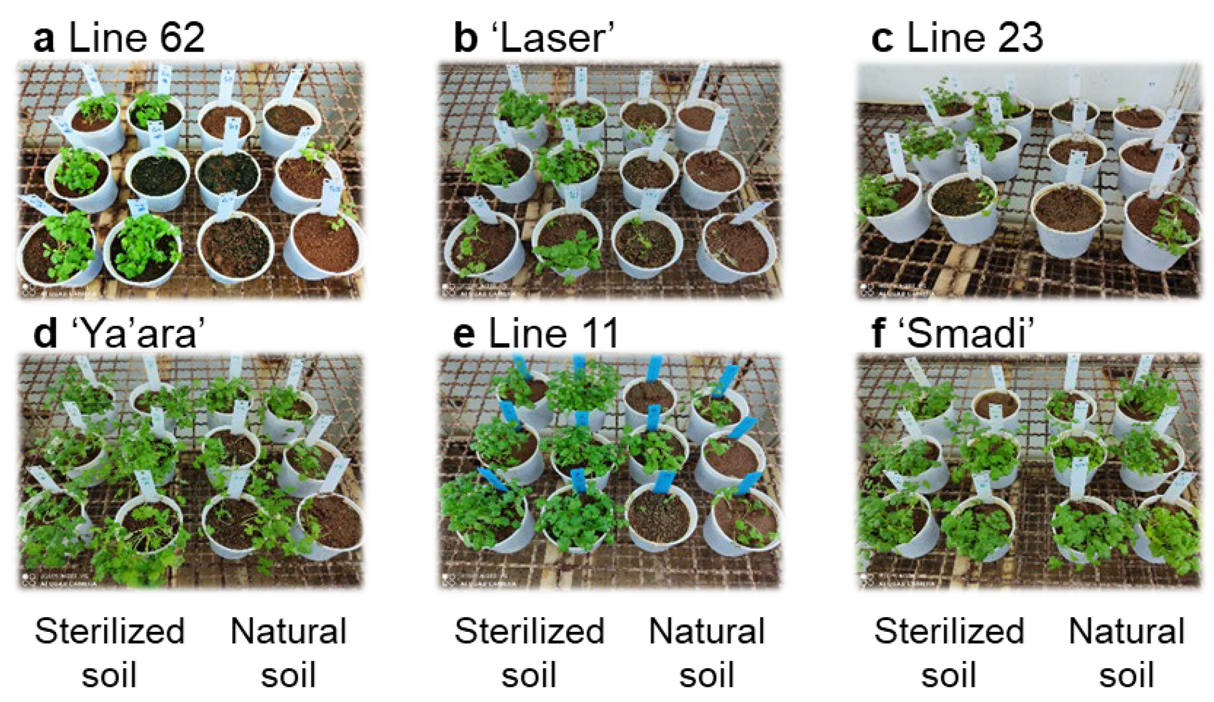 Plants 13 02135 g004