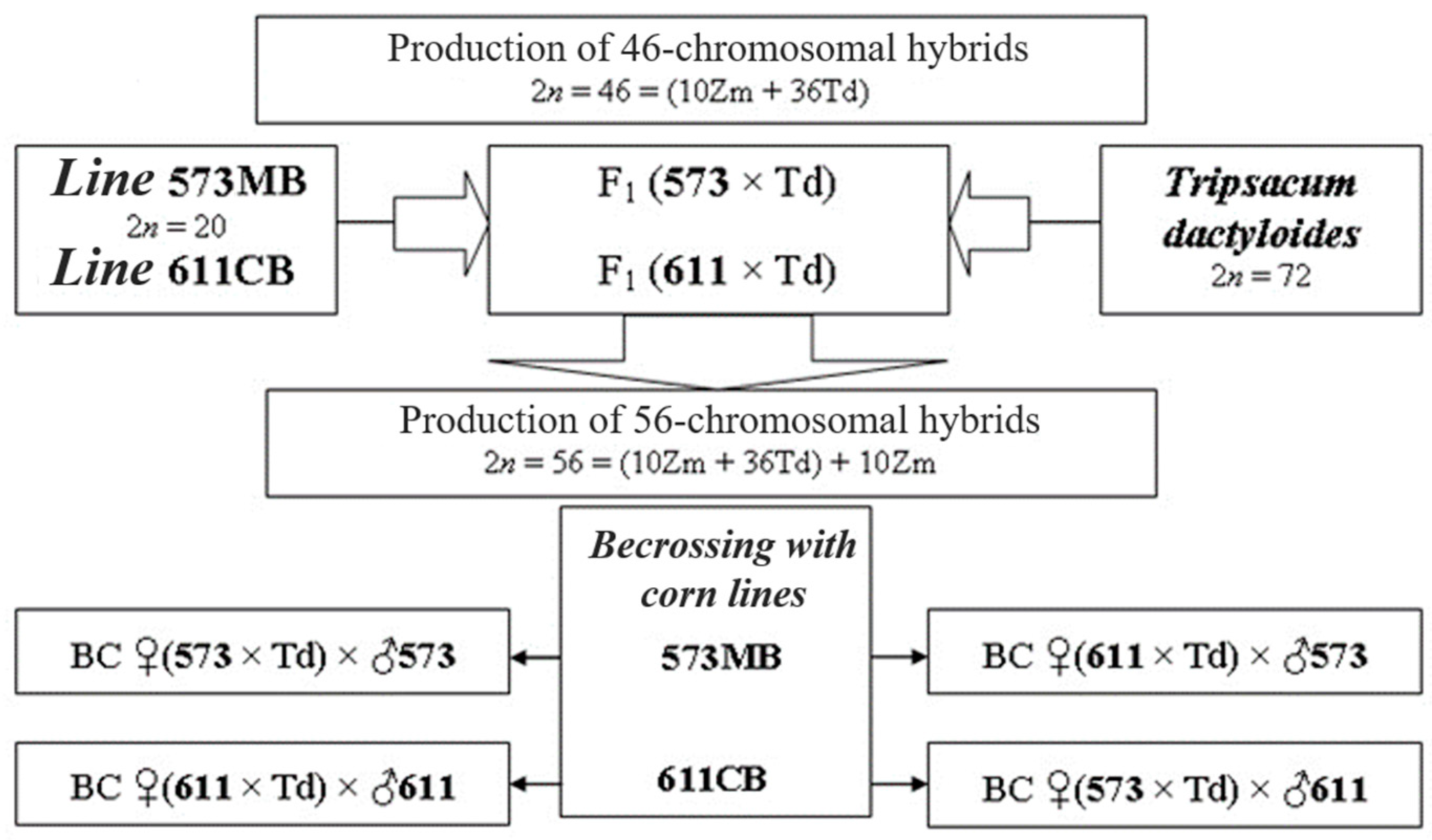Plants 13 02138 g001