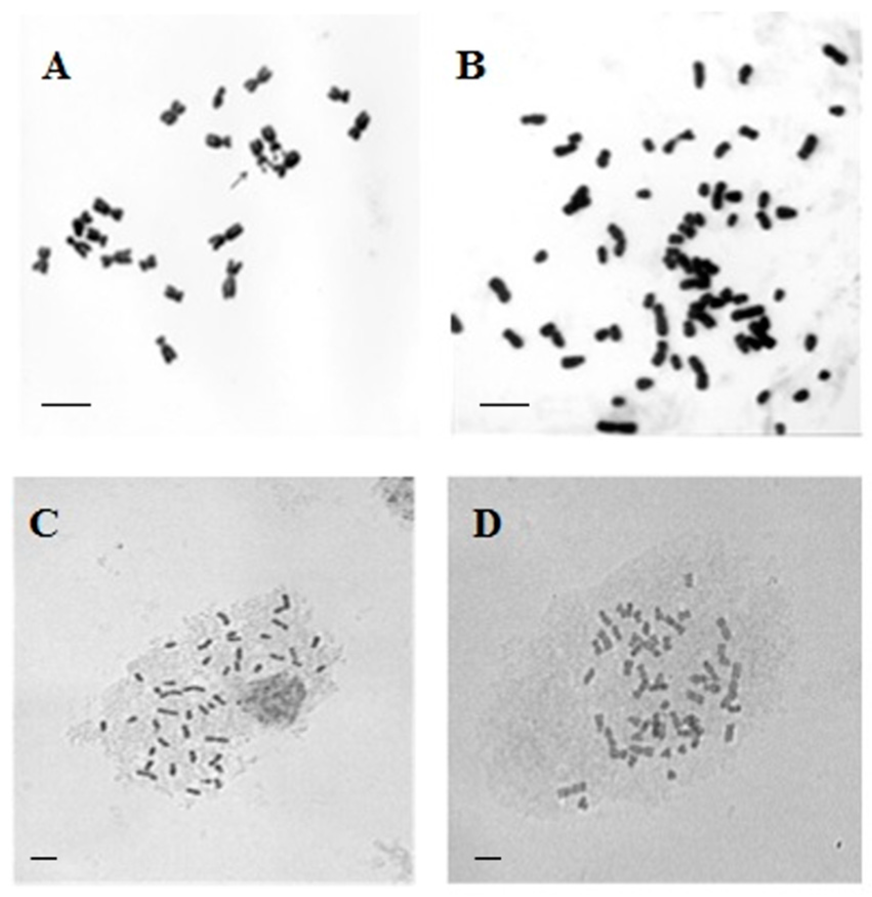 Plants 13 02138 g002