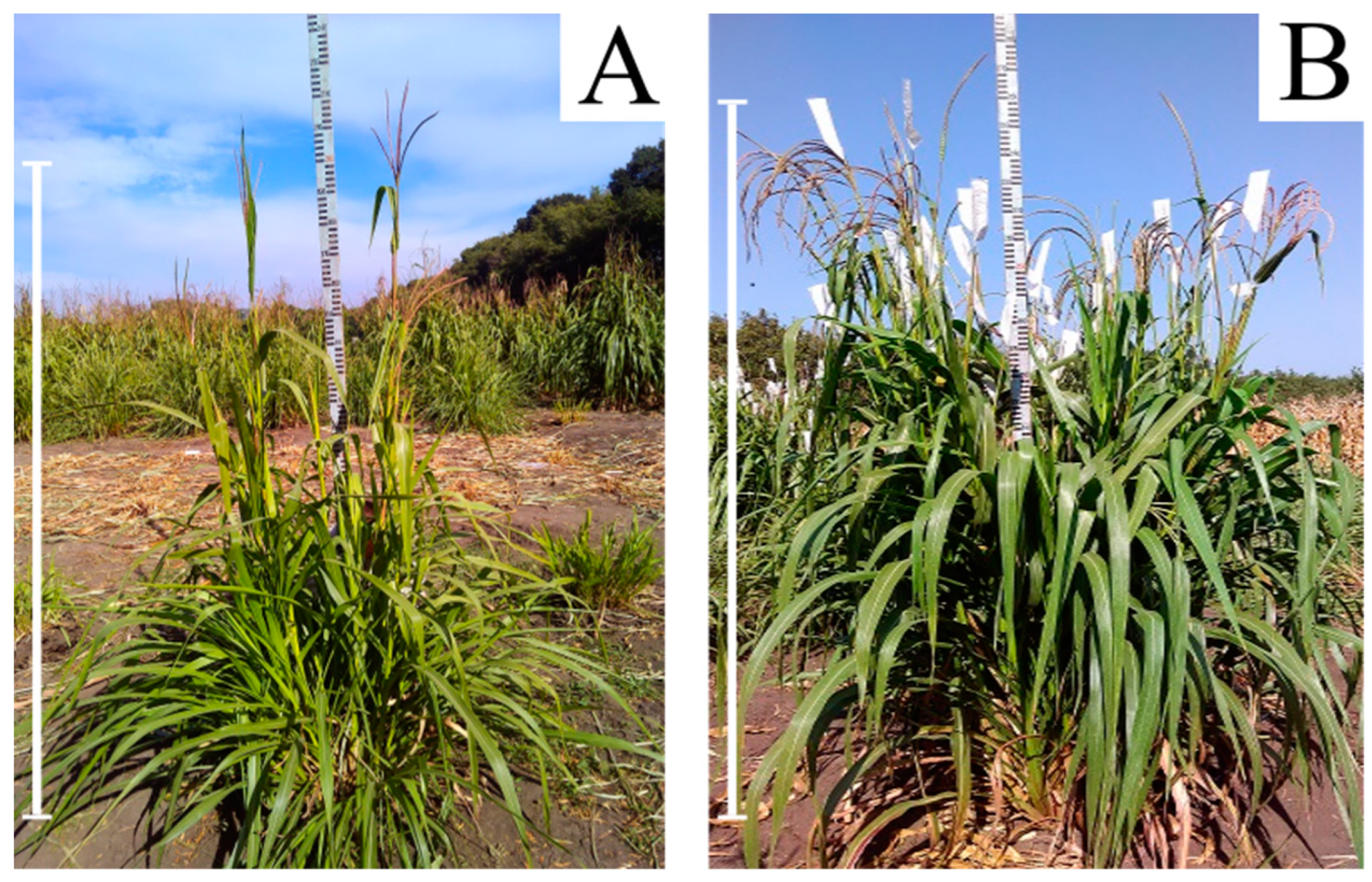 Plants 13 02138 g003