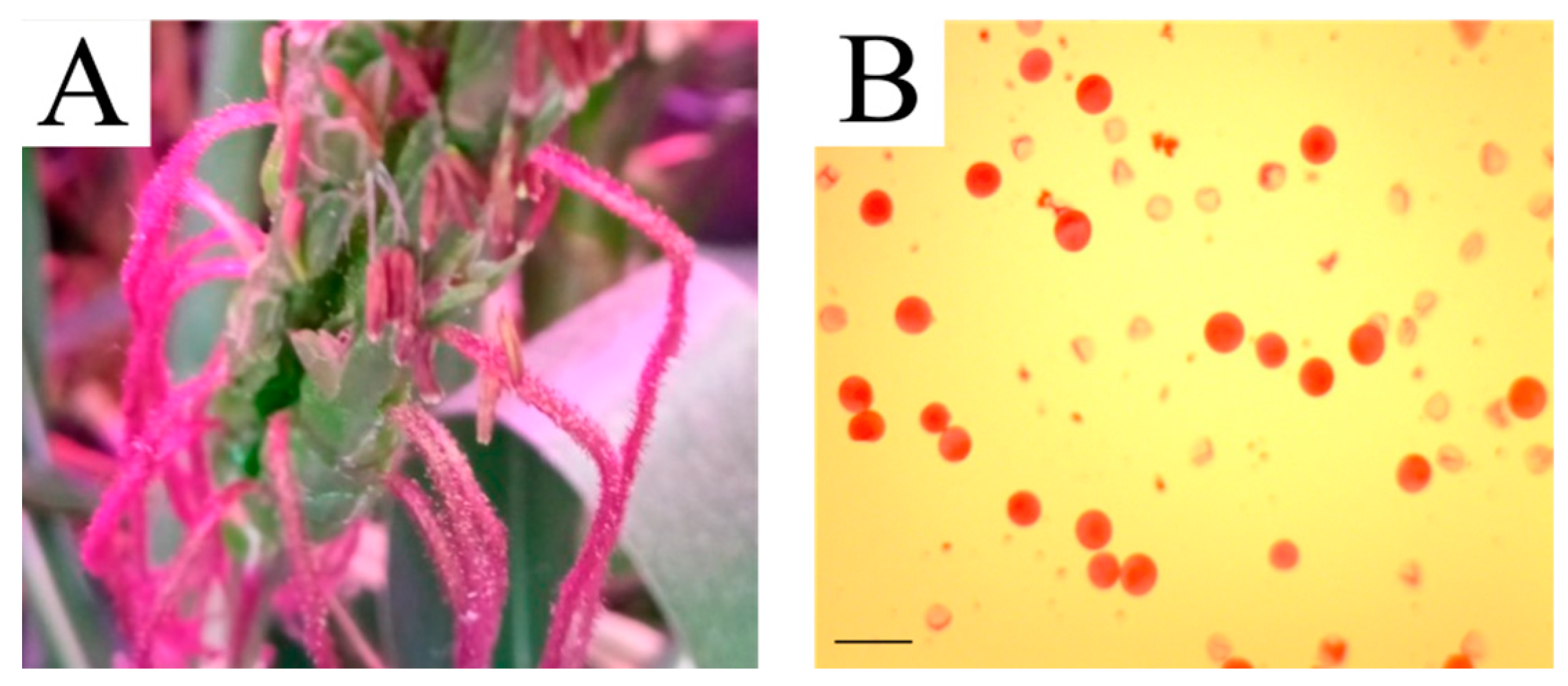 Plants 13 02138 g004