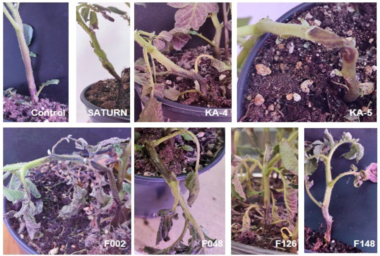 Plants 13 02144 g007 Plants 13 02144 g007