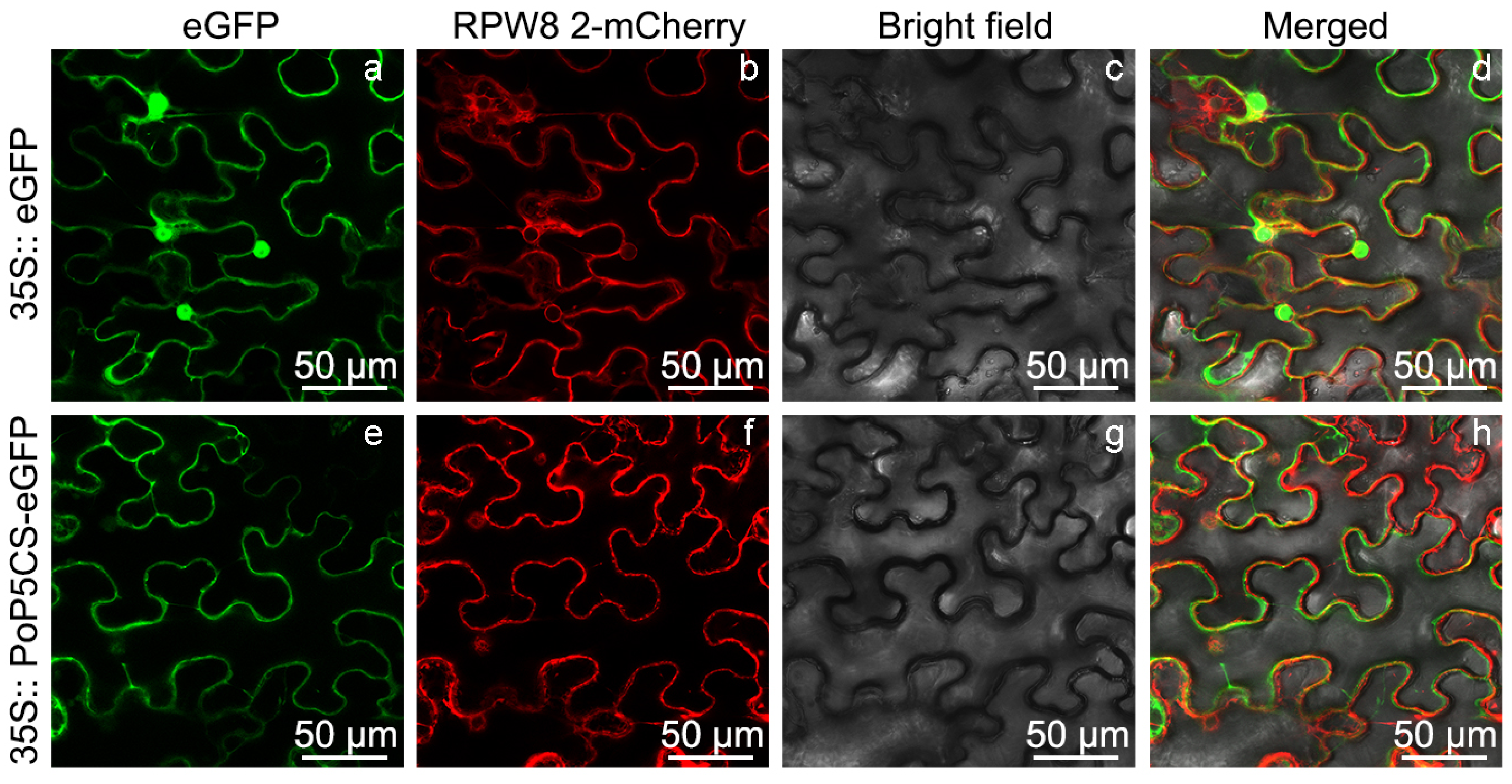 Plants 13 02145 g003