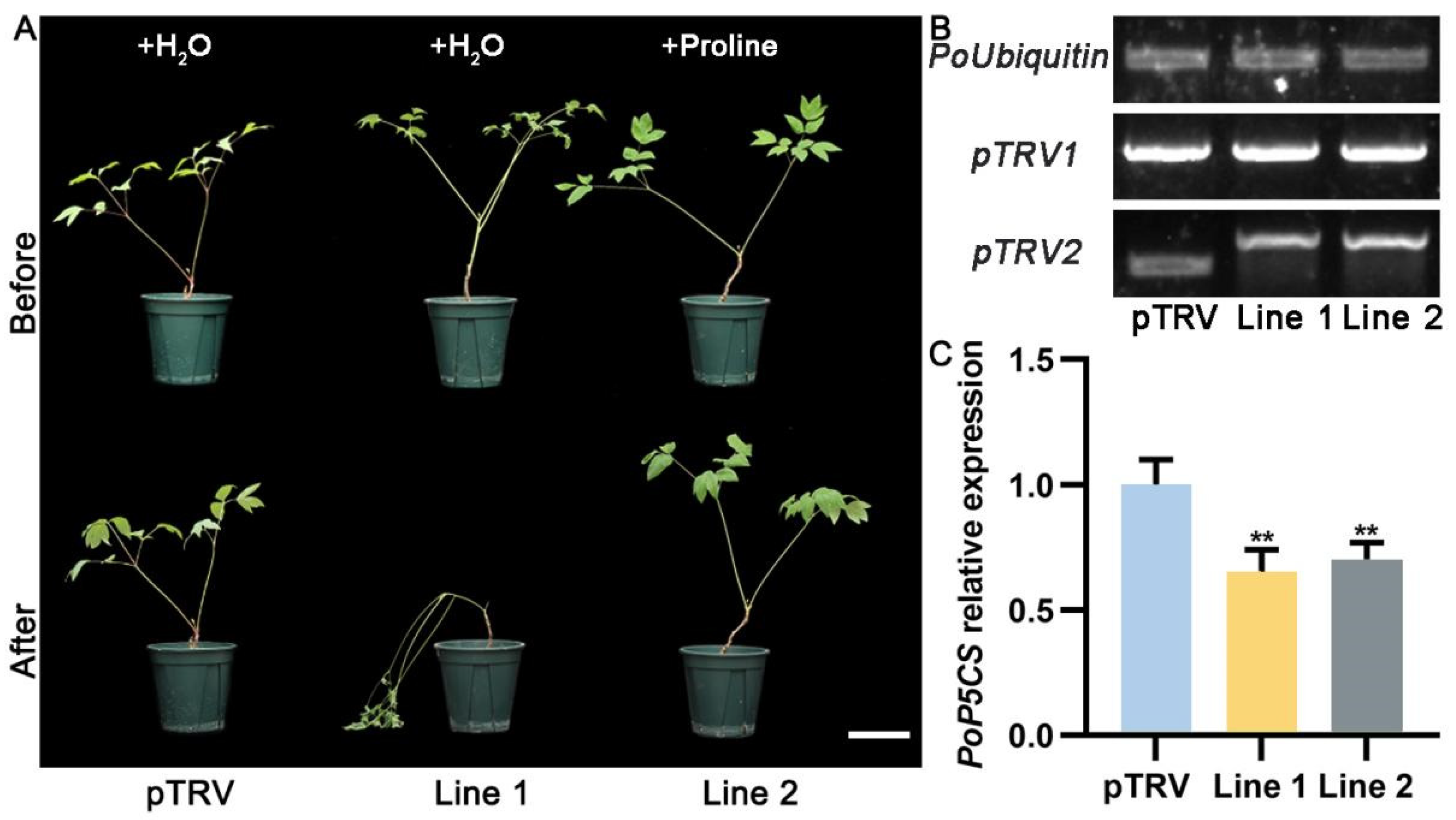 Plants 13 02145 g004