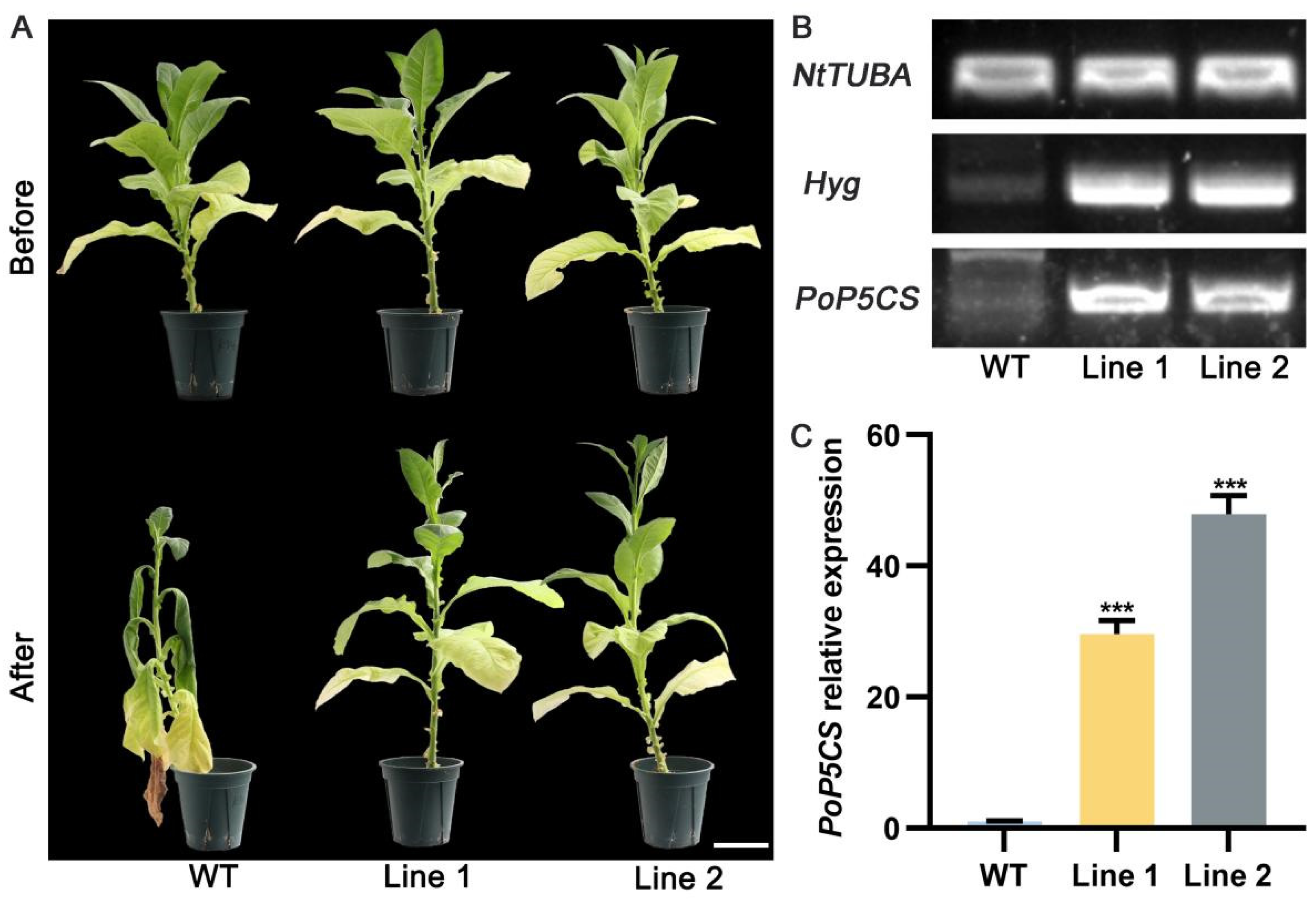 Plants 13 02145 g006