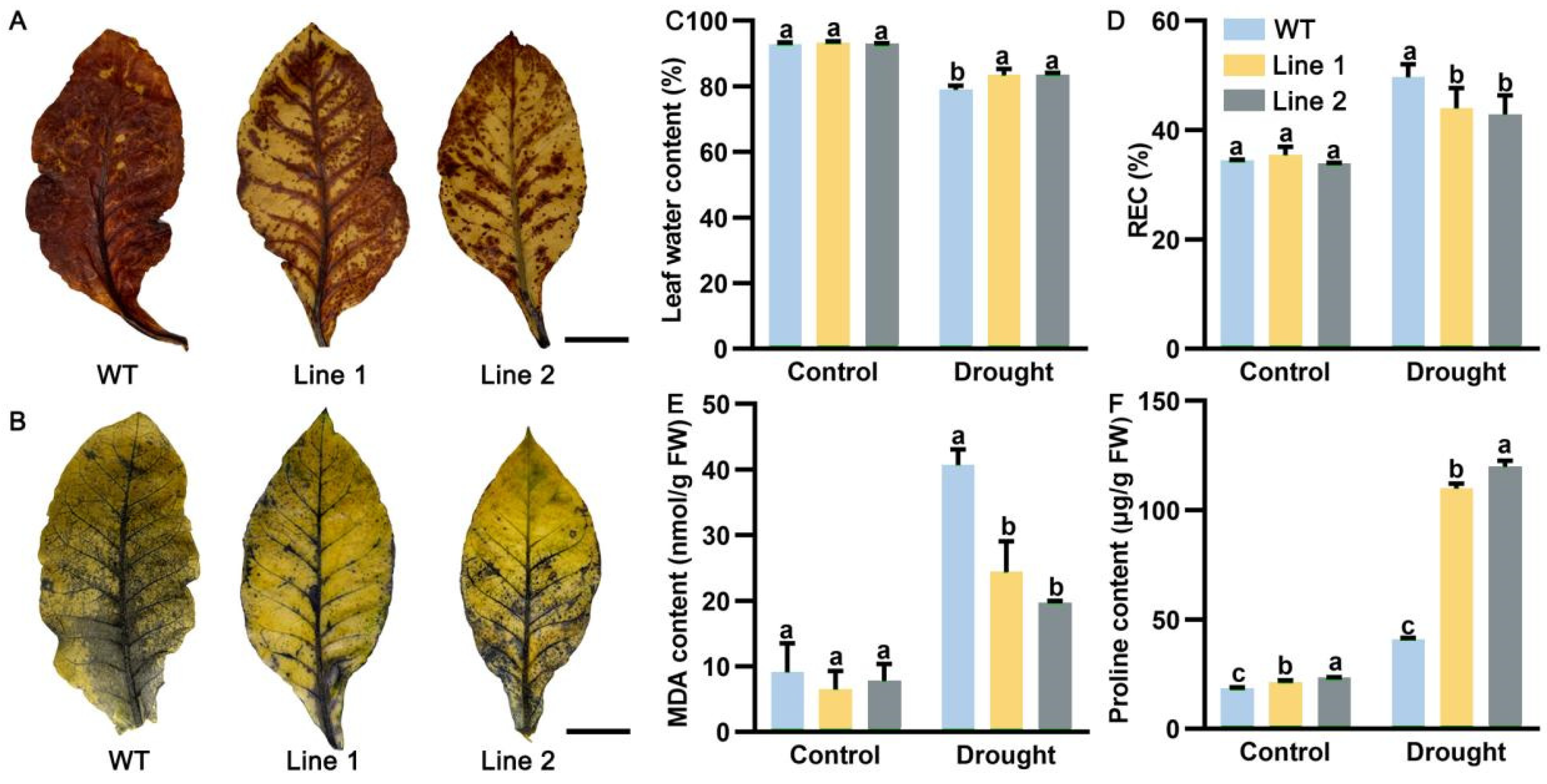 Plants 13 02145 g007