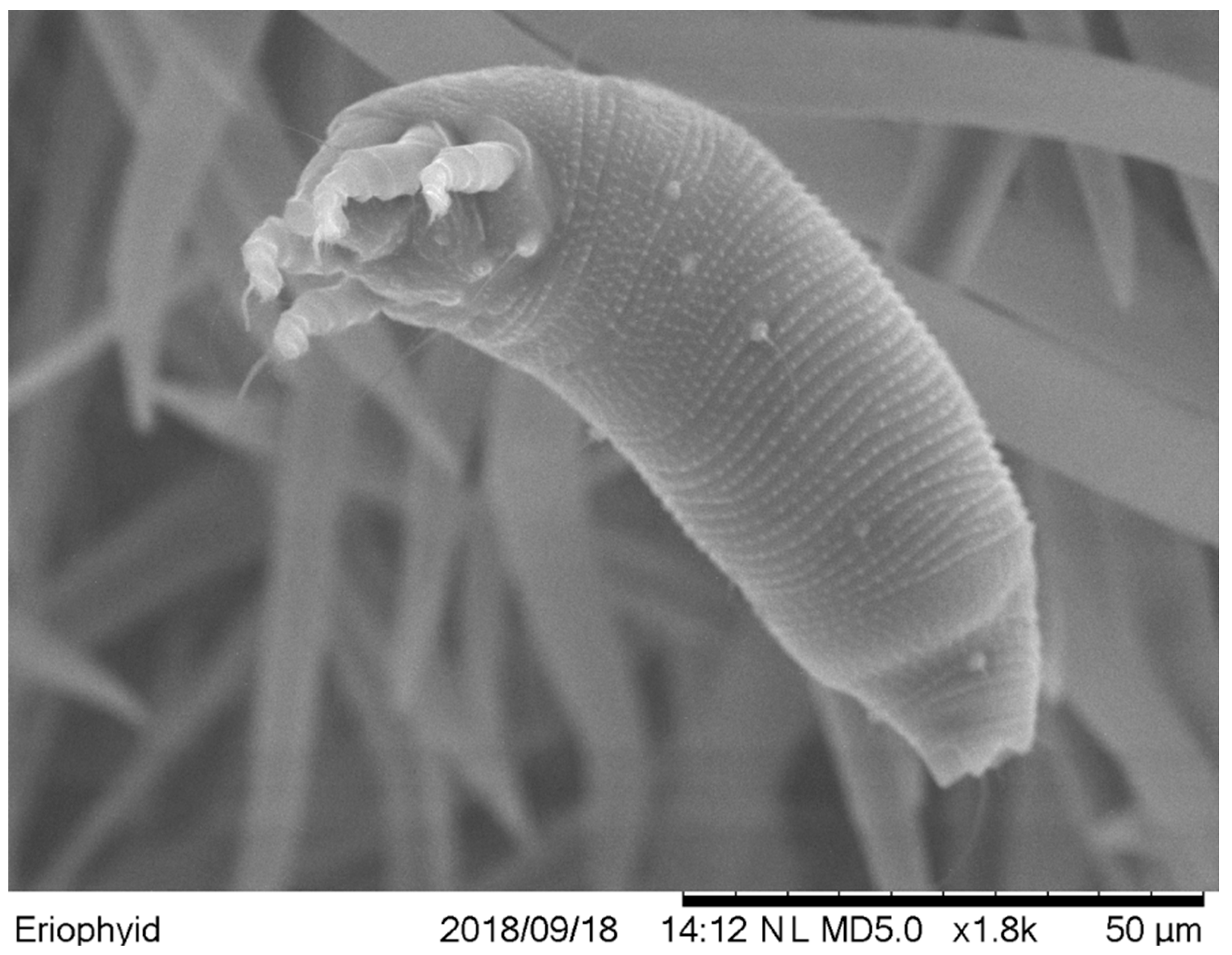 Plants 13 02146 g003