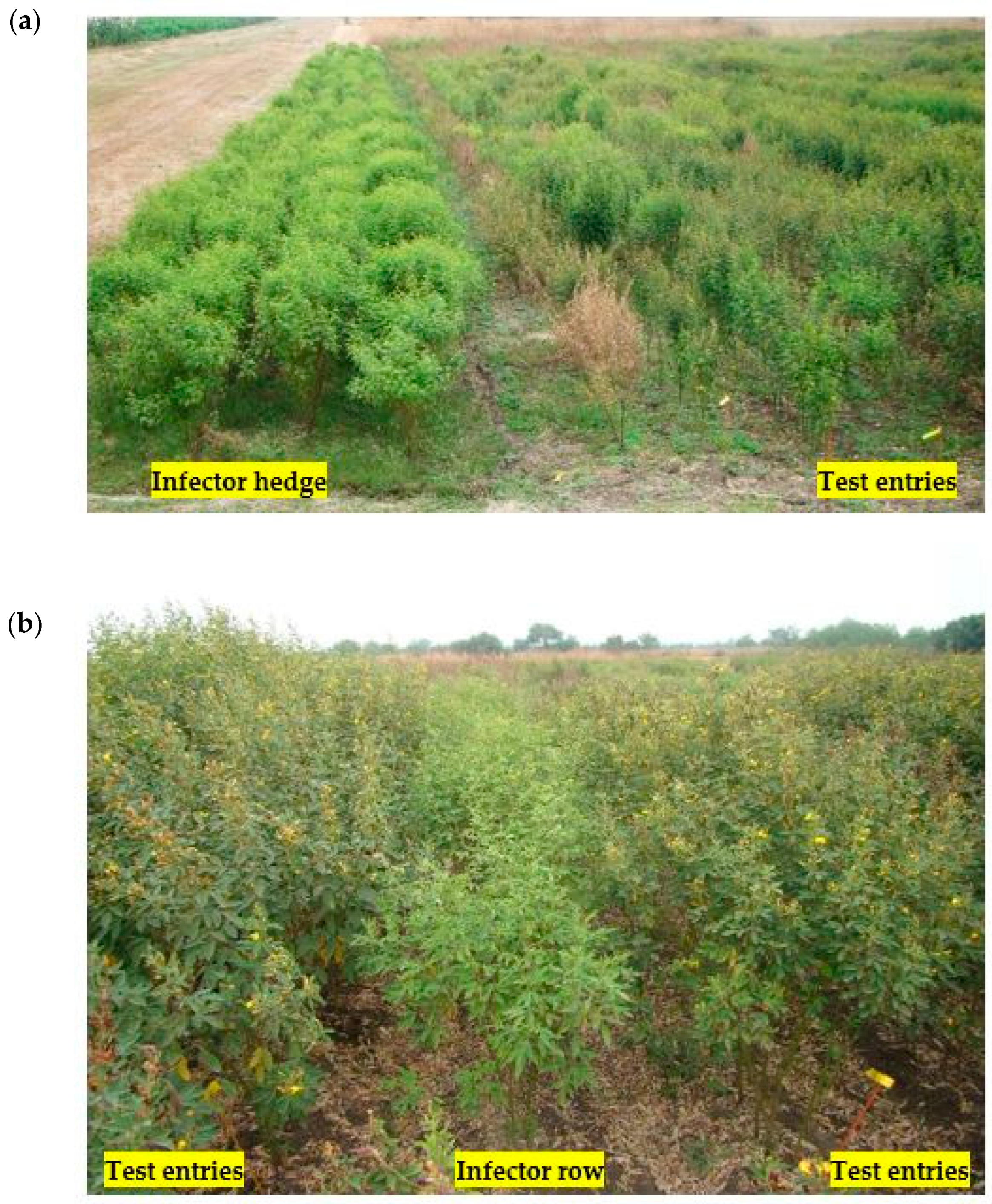 Plants 13 02146 g007